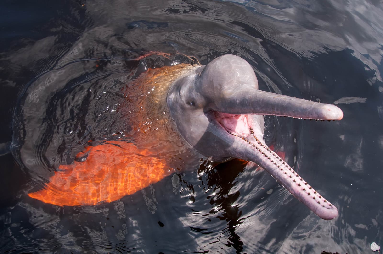 Neugierig, mit Zähnen, und ohne jede Scheu. Photo: EriCatarina Ein Amazonas-Flussdelfin taucht aus nah neben dem Boot auf, sein langer gezähnter Schnabel ist geöffnet, warmes orangefarbenes Licht spiegelt sich auf dem dunklen Flusswasser