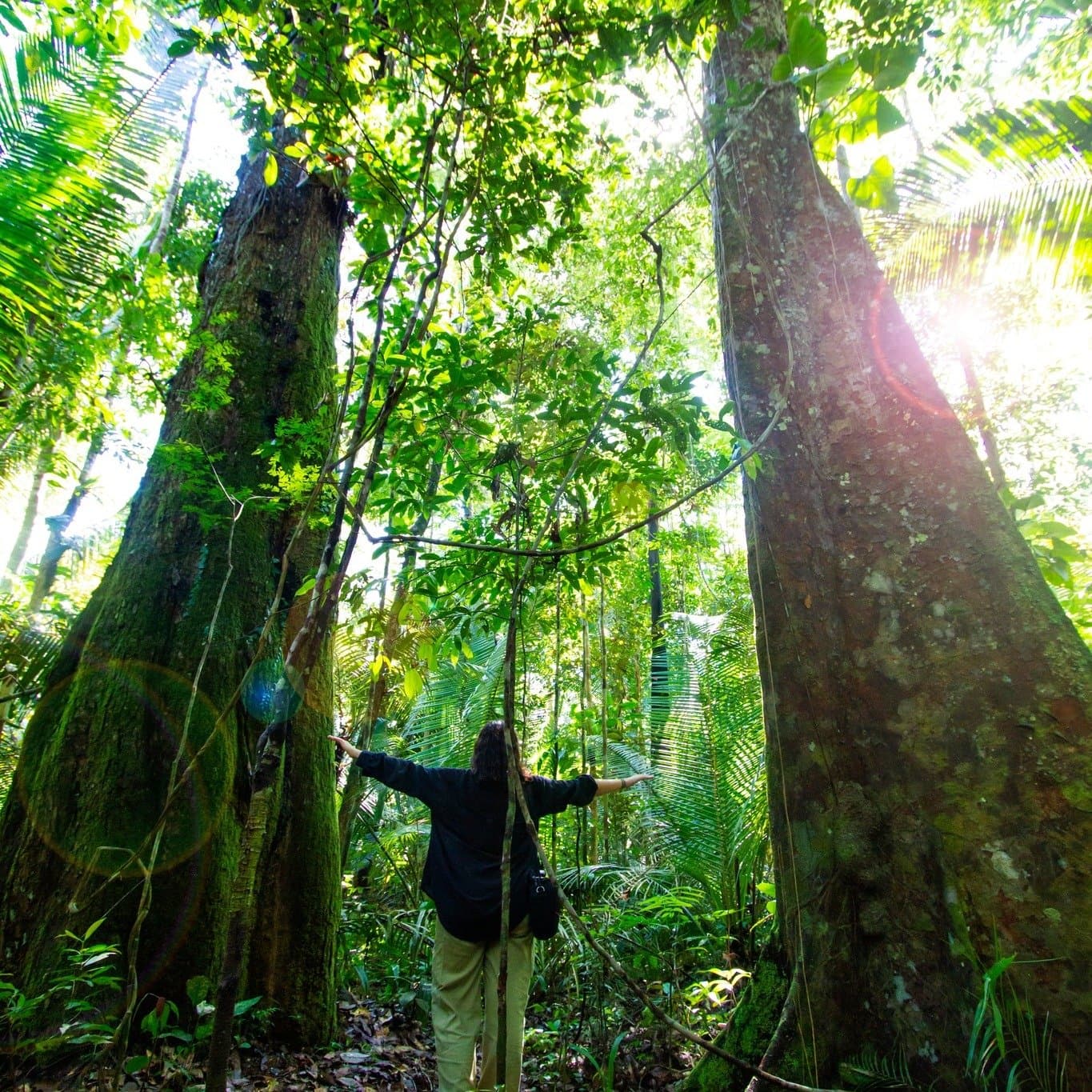 Manche Bäume setzen die eigene Größe ganz neu in Perspektive. Eine Besucherin steht mit ausgebreiteten Armen zwischen zwei riesigen Regenwaldbäumen auf einer Wanderung im Amazon Turtle Lodge, während Lianen und Sonnenlicht durch das dichte grüne Blätterdach fallen
