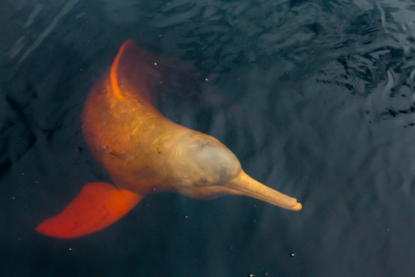 Der Boto taucht kurz auf, schaut nach oben und verschwindet wieder in der Tiefe. Ein rosa Amazonas-Flussdelfin leuchtet bernsteinfarben im warmen Licht und schwimmt knapp unter der Wasseroberfläche, sein langer Schnabel und seine breite Schwanzflosse deutlich sichtbar