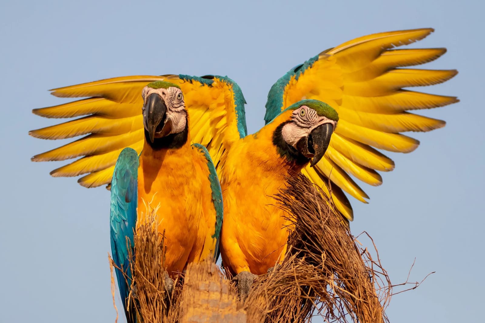 L'un fait le show, l'autre fait semblant de ne pas regarder. Photo: Rafael Ferraz Deux aras bleu-et-jaune perchés sur un tronc de palmier, l'un aux ailes entièrement déployées sous un ciel bleu pâle, lors d'une observation des oiseaux en forêt amazonienne