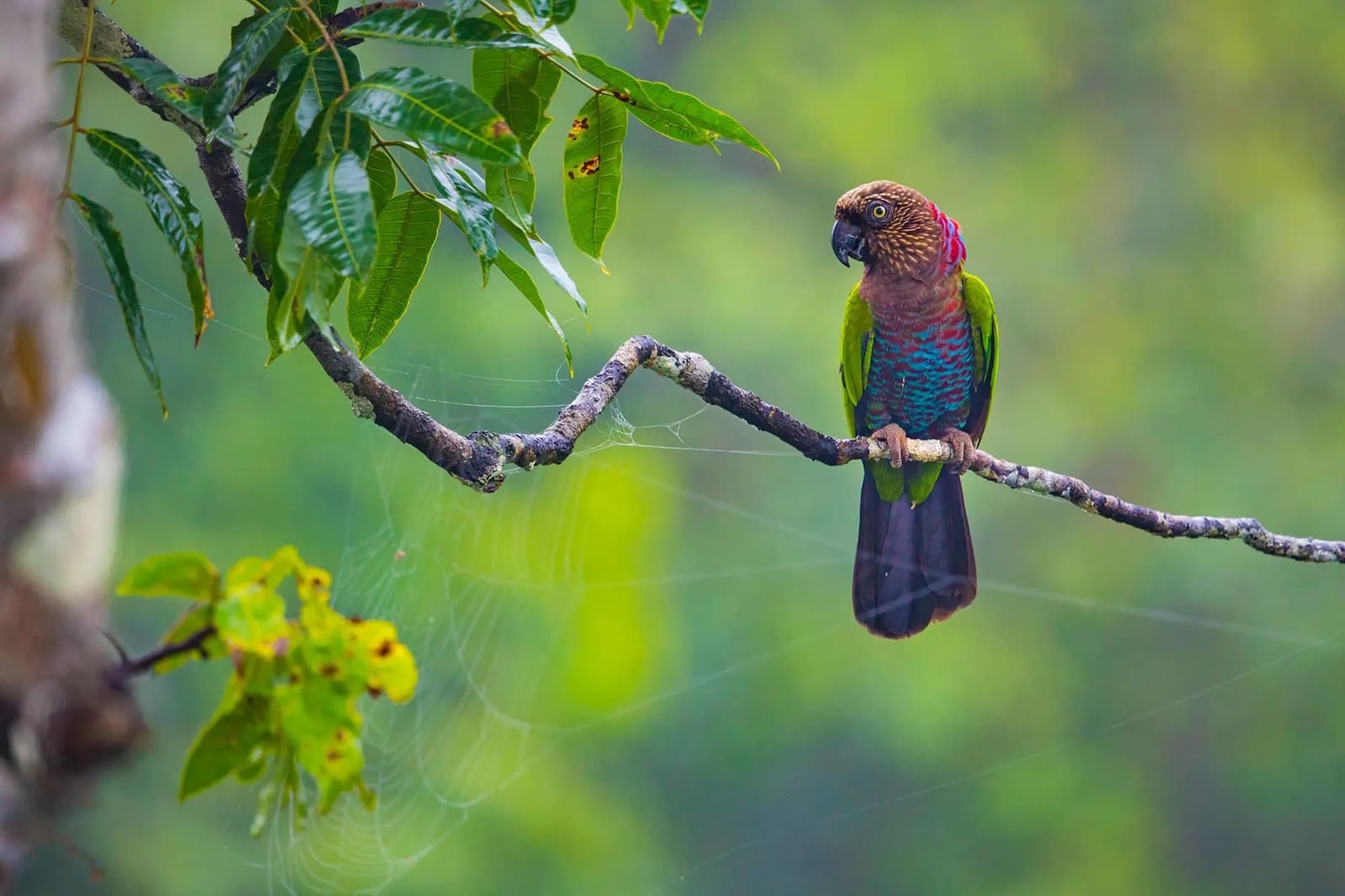 Ce regard-là, il vous jauge. Et franchement, il a ses raisons. Un perroquet aux couleurs vives, avec la tête brune écaillée, la nuque rouge, la poitrine turquoise et verte et une queue sombre, perché sur une branche nue devant un fond de feuillage vert flou