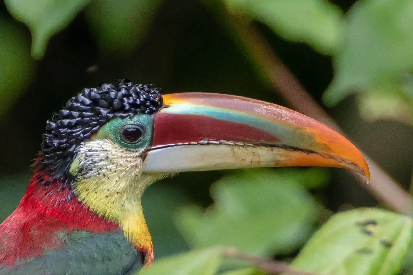 Ce bec n'est pas une exception. C'est juste lui, un mardi ordinaire. Photo: Rafael Ferraz Portrait en gros plan d'un araçari frisé révélant son bec multicolore aux bandes orange, rouge et turquoise, sa peau faciale verte, ses plumes de calotte noires bouclées et son plumage rouge et jaune sur la poitrine, sur fond de feuillage vert flou