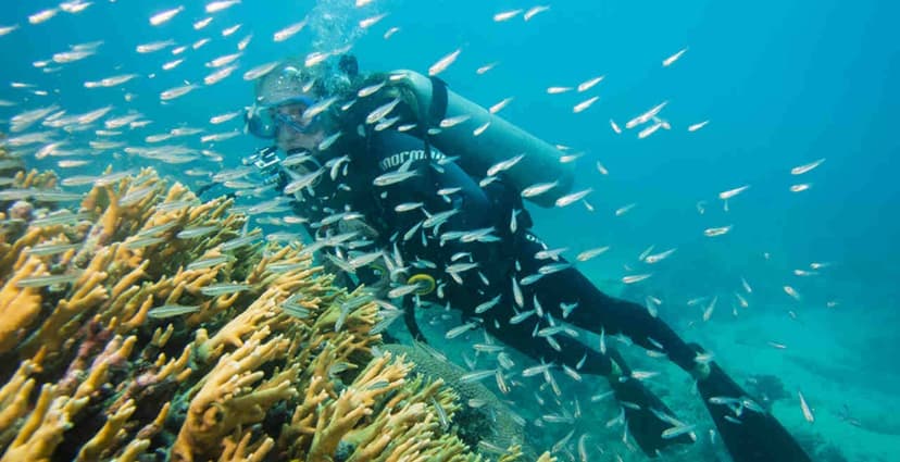 Immersioni in Brasile: 3 giorni ad Abrolhos, il primo parco marino nazionale Immersioni in Brasile: 3 giorni ad Abrolhos, il primo parco marino nazionale