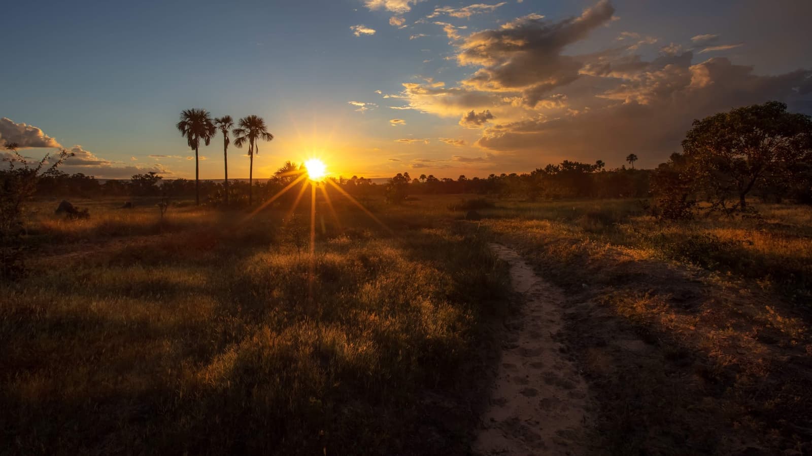 Letztes Licht über dem Cerrado, und der Pfad hat noch eine Geschichte zu erzählen. Photo: Alberto Andrich Ein sandiger Pfad schlängelt sich bei Sonnenuntergang durch goldenes Cerrado-Grasland, mit Buritipalmen als Silhouette gegen einen warmen orangefarbenen Himmel beim Trekking in Jalapão