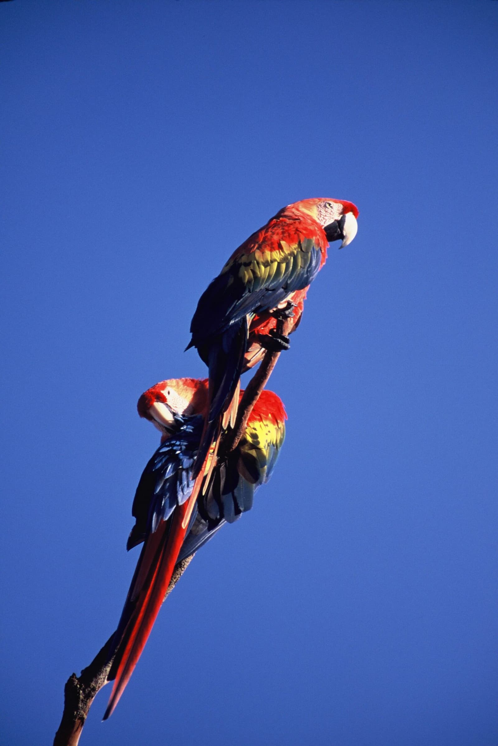 Zwei Aras, ein Ast, die Raumaufteilung scheint keinen zu stören. Photo: Scarlet Macaw Zwei Scharlachrote Aras mit leuchtendem rot-gelb-blauen Gefieder sitzen gemeinsam auf einem kahlen Ast vor strahlend blauem Himmel
