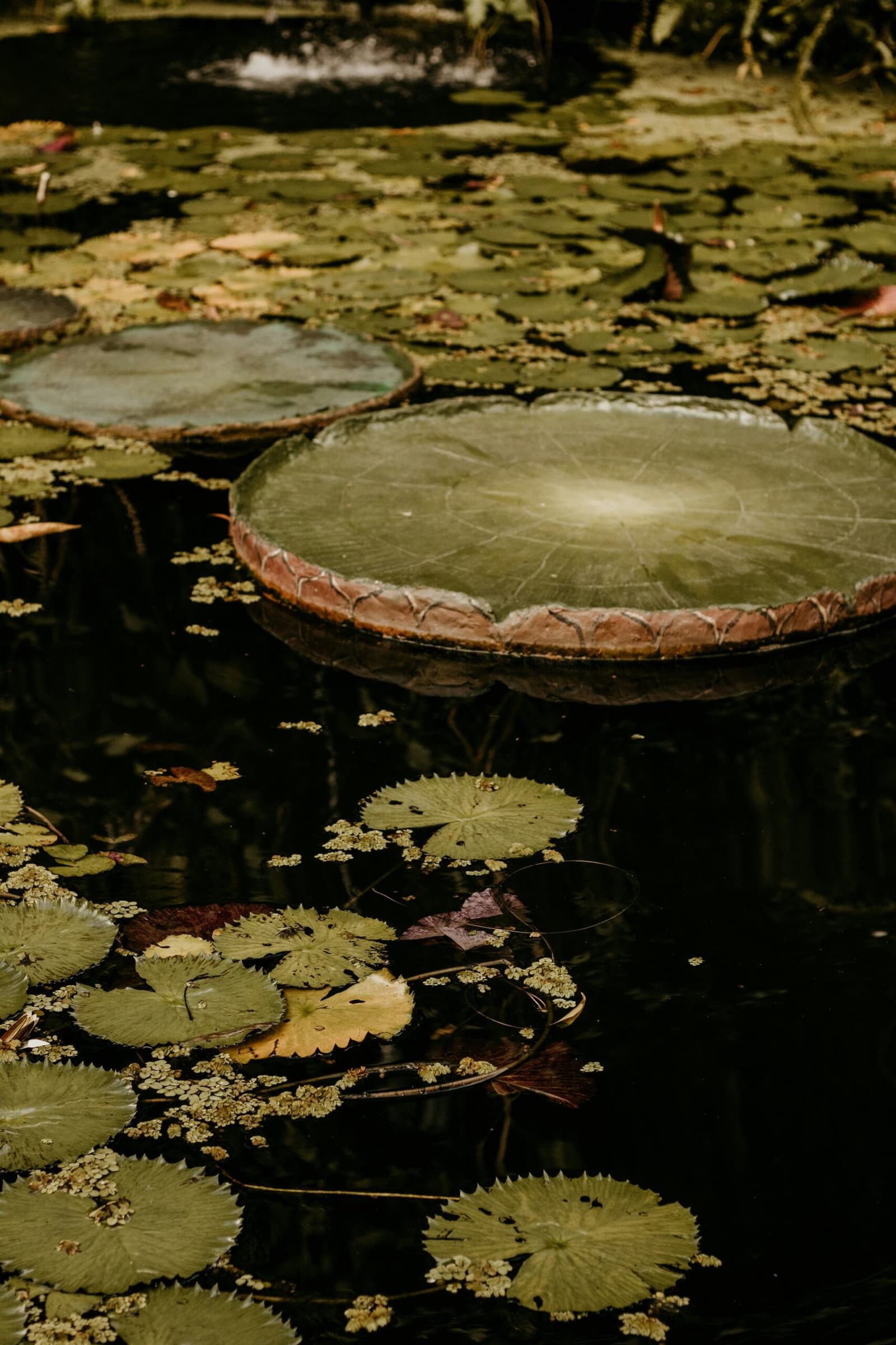 Jedes Blatt ein eigenes Kunstwerk, jeden Morgen neu gelegt. Riesige Victoria-Seerosen treiben auf einem dunklen Dschungelteich in der Nähe einer Amazon-Boutique-Lodge, umgeben von kleineren Seerosenblättern und Wasserpflanzen