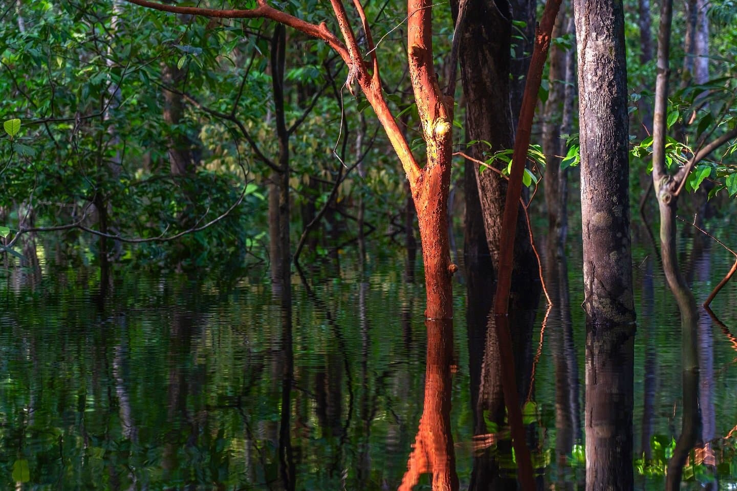 Hier endet der Wald nicht am Wasser, er wächst einfach weiter. Sonnenbeschienene Bäume mit rötlicher Rinde stehen im dunklen, stillen Wasser eines überfluteten igapó-Waldes beim Amazon-Dschungel-Kreuzfahrt in Brasilien