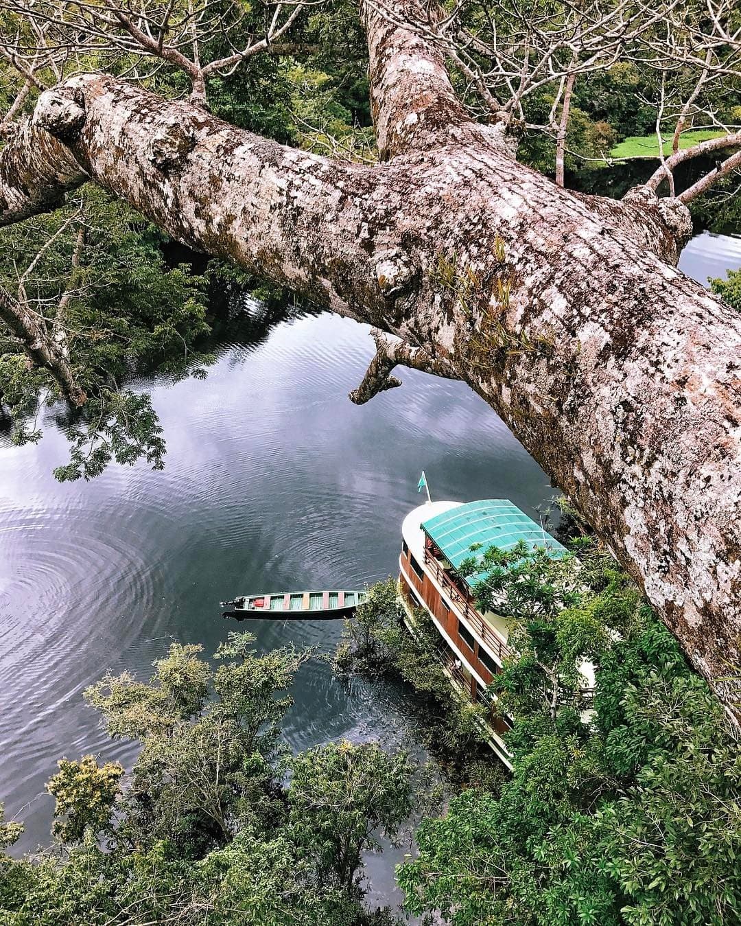 Der Baum stand hier, lange bevor irgendjemand einen Bootssteg plante. Blick von einem riesigen, mit Flechten bewachsenen Baumstamm hinunter auf einen ruhigen, dunklen Flusskanal, wo ein Holzflussboot mit türkisfarbenem Dach und ein schmales Kanu neben dichtem Amazonas-Regenwald vertäut sind