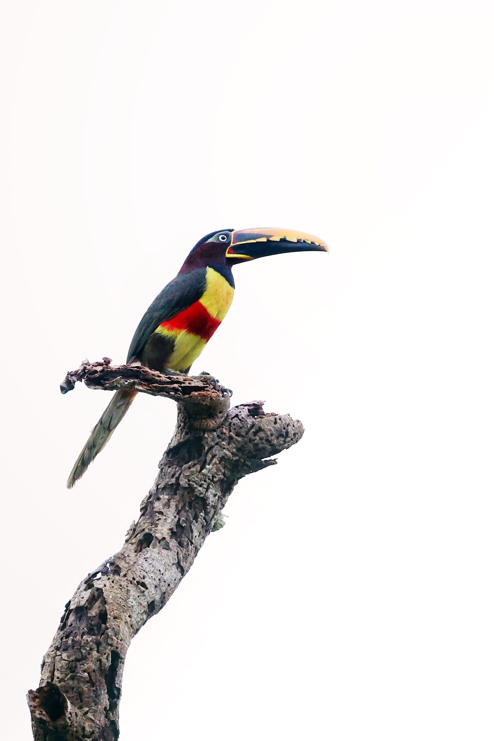 Kleiner Vogel, große Haltung, dieser Arassari macht aus jedem Ast eine Bühne. Ein farbenprächtig gefiederter Arassari mit leuchtendem Gelb, Rot und Dunkelgrün sitzt auf einem kahlen toten Ast vor hellem Himmel im Amazon Turtle Lodge Regenwald