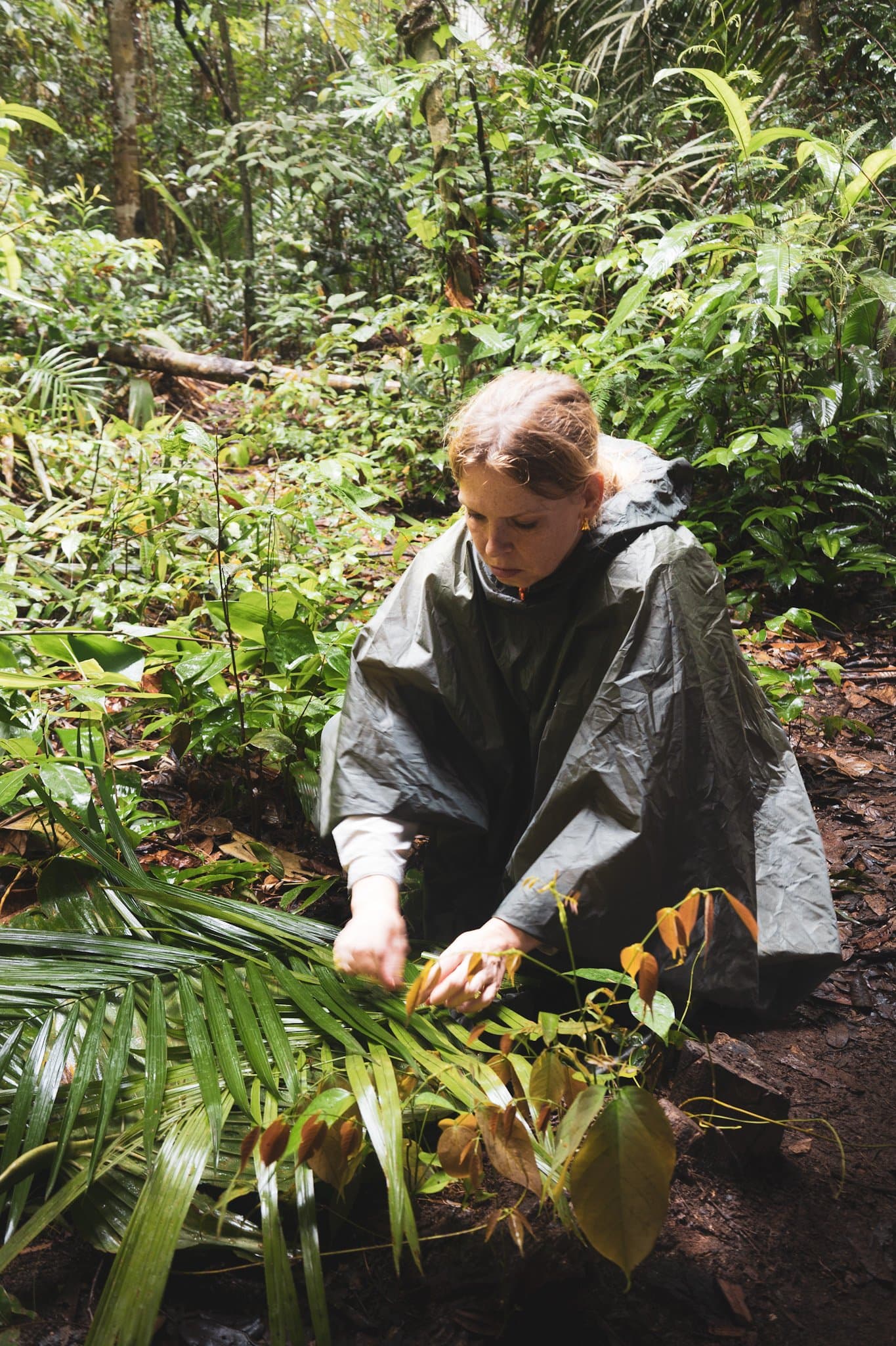 Der Regenwald gibt seine Geheimnisse nur den Geduldigen preis. Eine Reisende im Regenponcho hockt auf dem Waldboden im Amazon Turtle Lodge und untersucht aufmerksam tropisches Unterholz und Palmwedel im dichten Regenwald