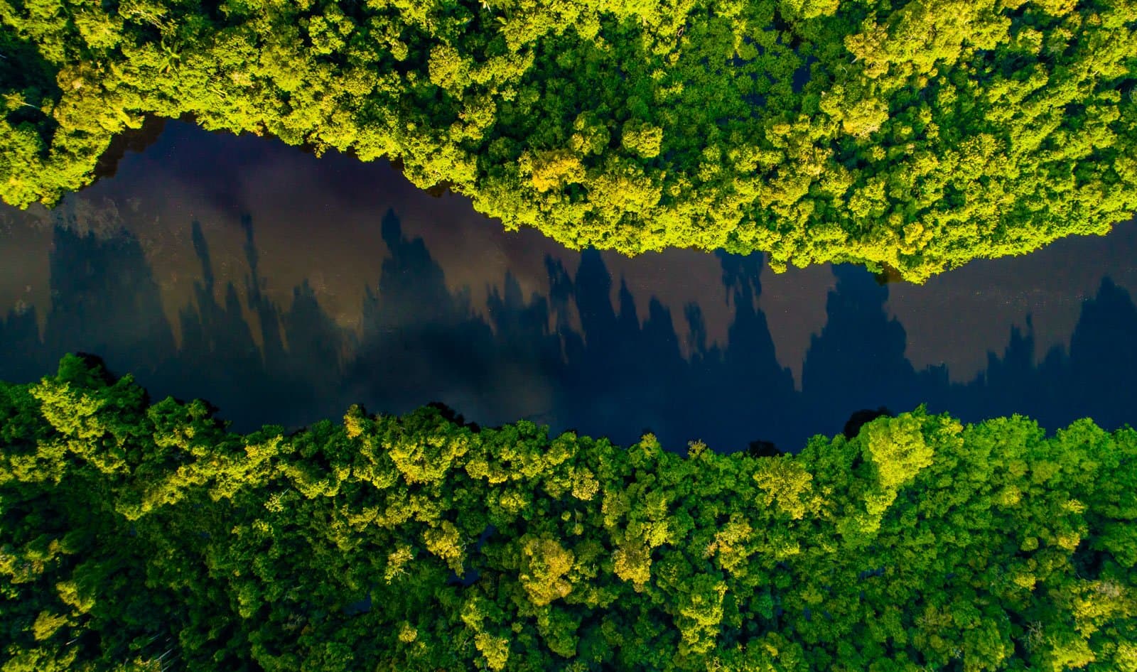 Vu du ciel, le fleuve n'est qu'un mince trait sombre entre deux murs de vert. Photo: João Paulo Krajewski Vue aérienne en plongée d'un chenal aux eaux sombres serpentant à travers une canopée tropicale dense, cœur de l'observation des oiseaux en forêt amazonienne