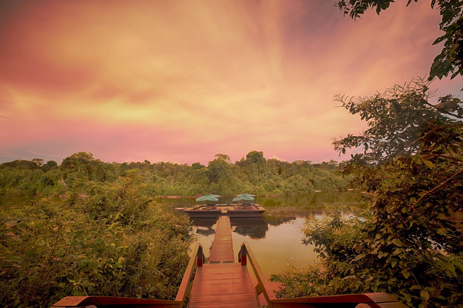 Le ponton flottant : l'endroit où finissent les meilleures journées en Amazonie. Photo: Samuel Melim Une passerelle en bois traverse une végétation tropicale dense pour rejoindre un ponton flottant avec parasols turquoise et chaises longues sur une rivière calme, sous un ciel de coucher de soleil rose et ambré — une fin de journée idéale pour l'observation des oiseaux en forêt amazonienne.