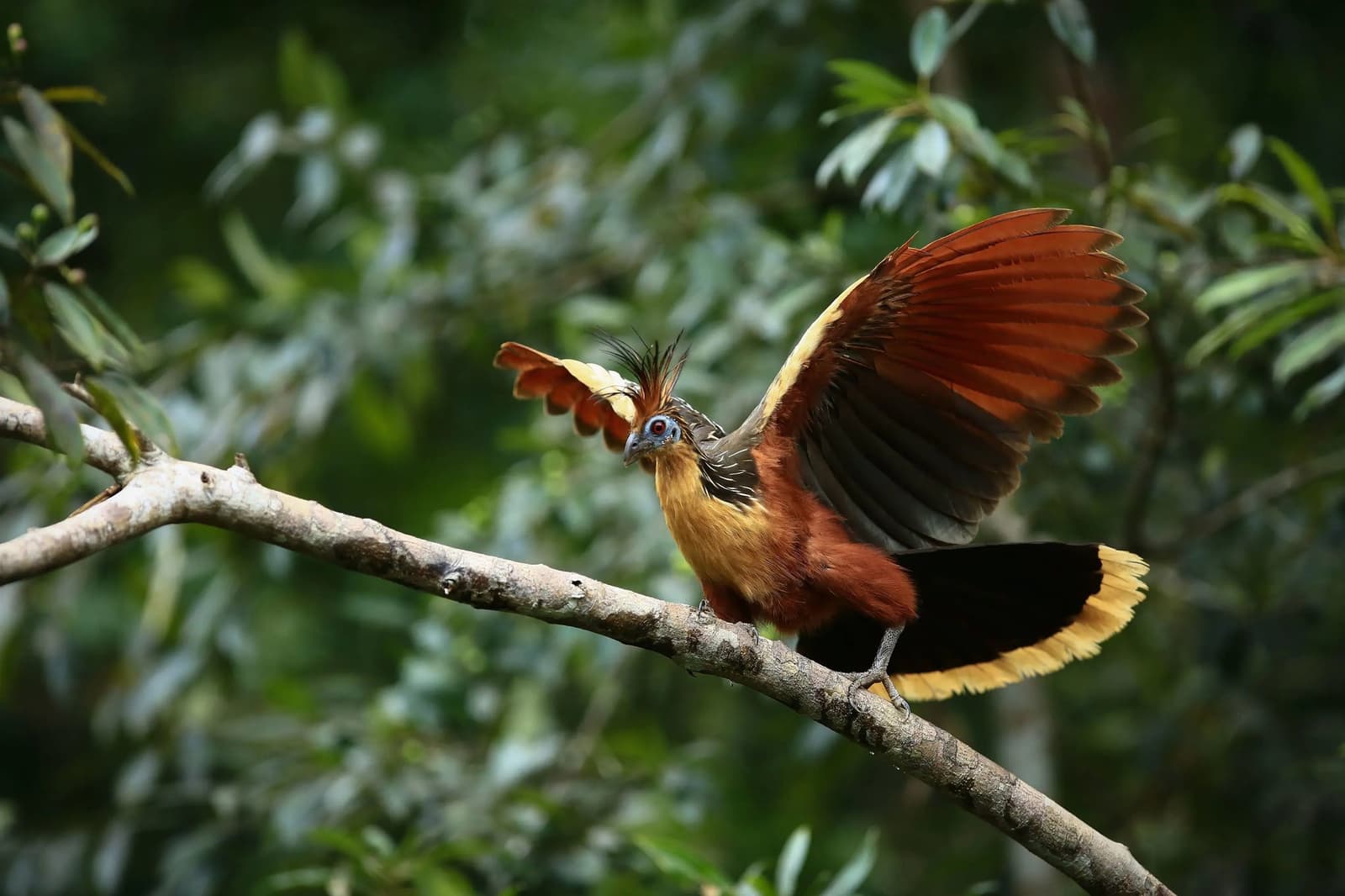 Conçu par un comité, approuvé par la forêt. Un oiseau qui ne fait pas dans la discrétion. Un hoazin posé sur une branche avec les ailes largement déployées, révélant un plumage marron, chamois et noir et une crête hérissée, entouré de feuillage vert de forêt tropicale