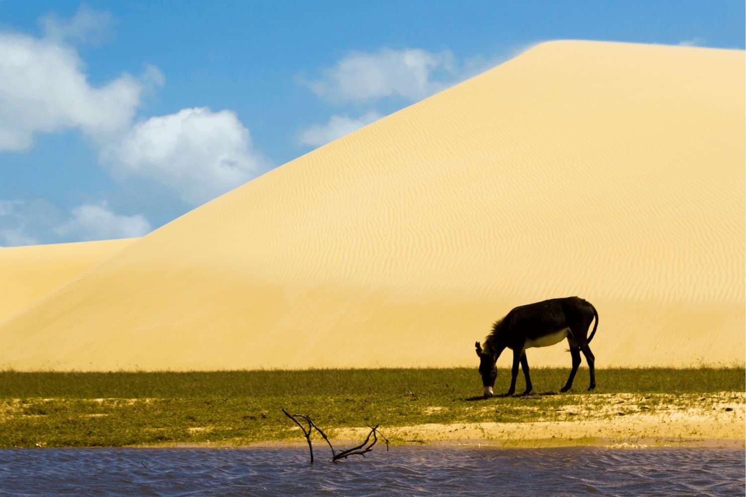 Life finds its patch of green, even at the foot of a dune. Photo 2