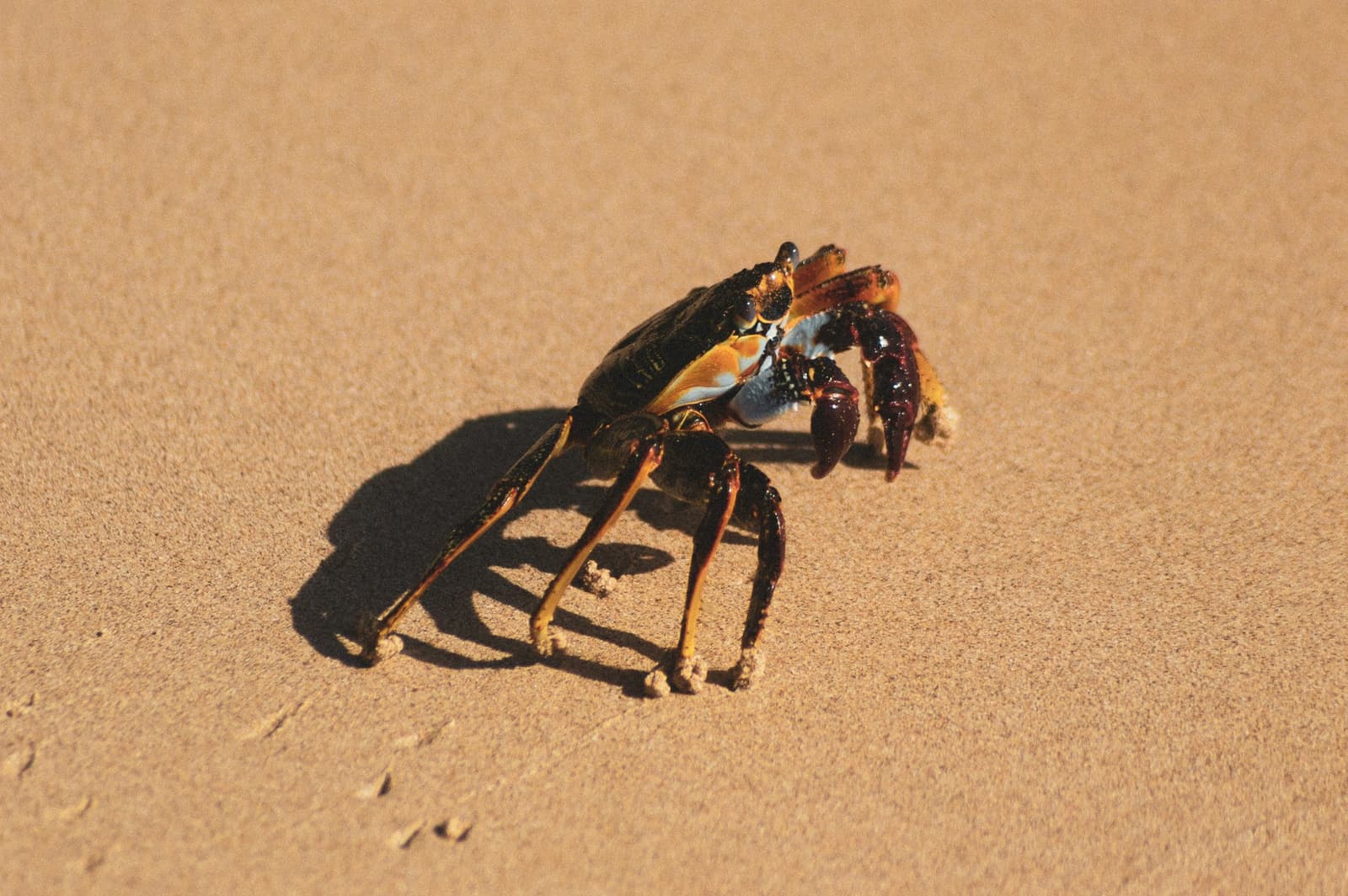 Nicht jede Begegnung auf Noronha findet unter Wasser statt. Eine farbenfrohe Krabbe mit dunklem Panzer, orangen und blauen Flecken und tiefroten Scheren, die über goldenen Sand in Fernando de Noronha läuft