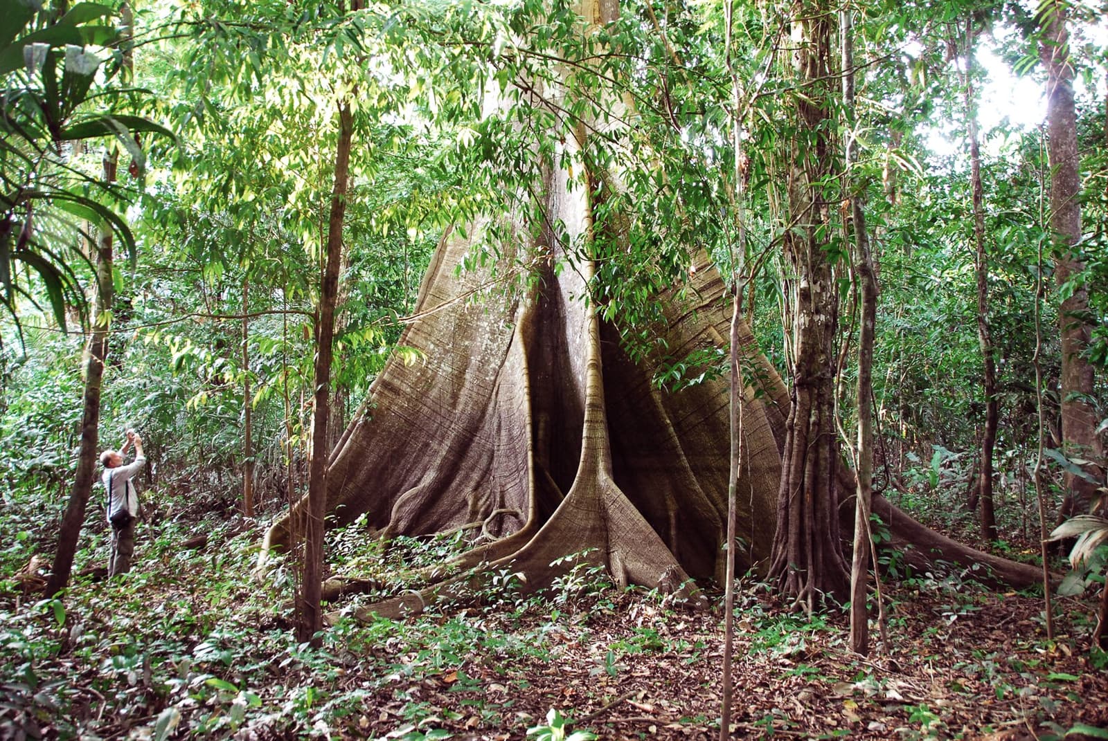 Manche Bäume bauen keine Wurzeln, sie bauen Kathedralen. Ein Besucher fotografiert einen riesigen Regenwald-Baum mit mächtigen Brettwurzeln bei einem Waldhike auf der Tucano-Amazonas-Flusskreuzfahrt, winzig neben den meterhoch aufragenden Holzflossen