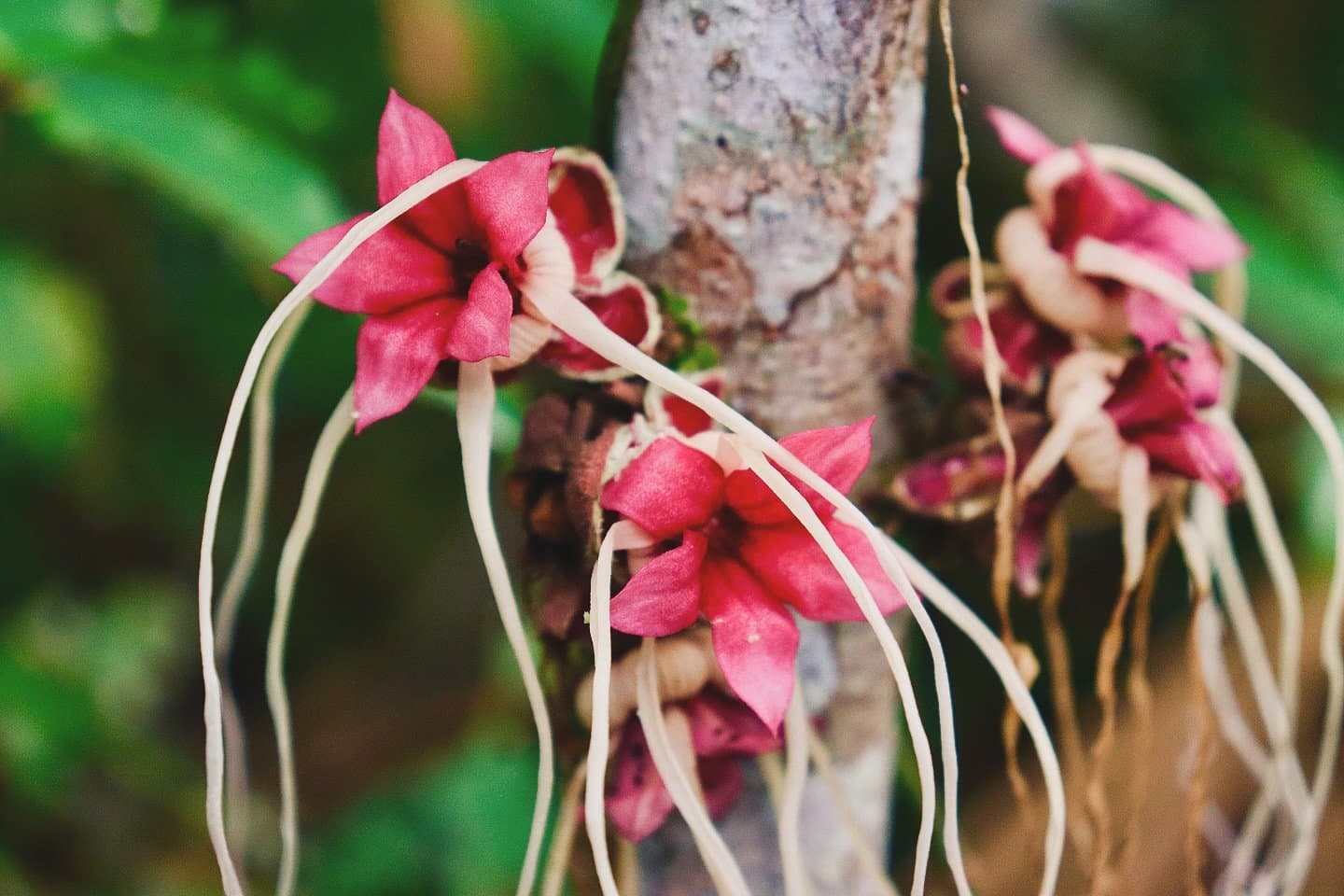 Der Stamm blüht einfach auf eigene Faust. Kann man nicht meckern. Nahaufnahme tiefrosa kauliflorer Blüten mit langen, hellen Fäden, die direkt am Baumstamm im Amazonas-Regenwald blühen