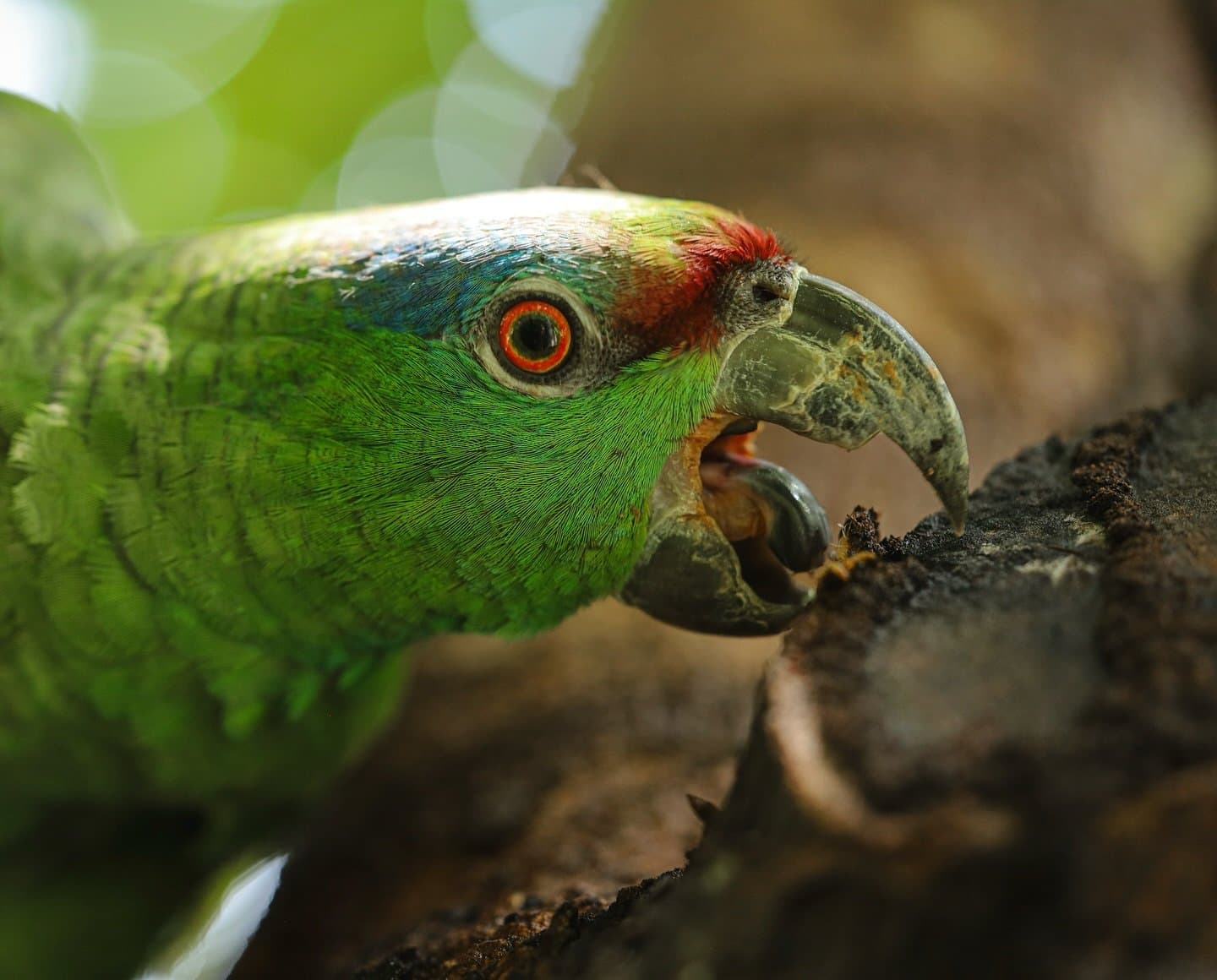 Konzentriert, entschlossen, und völlig unbeeindruckt vom Publikum. Extreme Nahaufnahme eines grünen Amazonas-Papageis mit leuchtendem orangerot-umrandetem Auge und roten Stirnfedern, der auf einer Amazonas-Flusskreuzfahrt in Brasilien Baumrinde benagt.