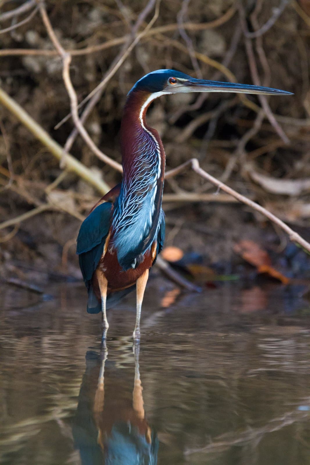 Mieux habillé que n'importe qui d'autre, et parfaitement au courant. Photo: Jorge Lopes Un héron agami au plumage châtain profond et bleu irisé se tient immobile dans une eau peu profonde, son reflet dessiné sur la surface calme en dessous