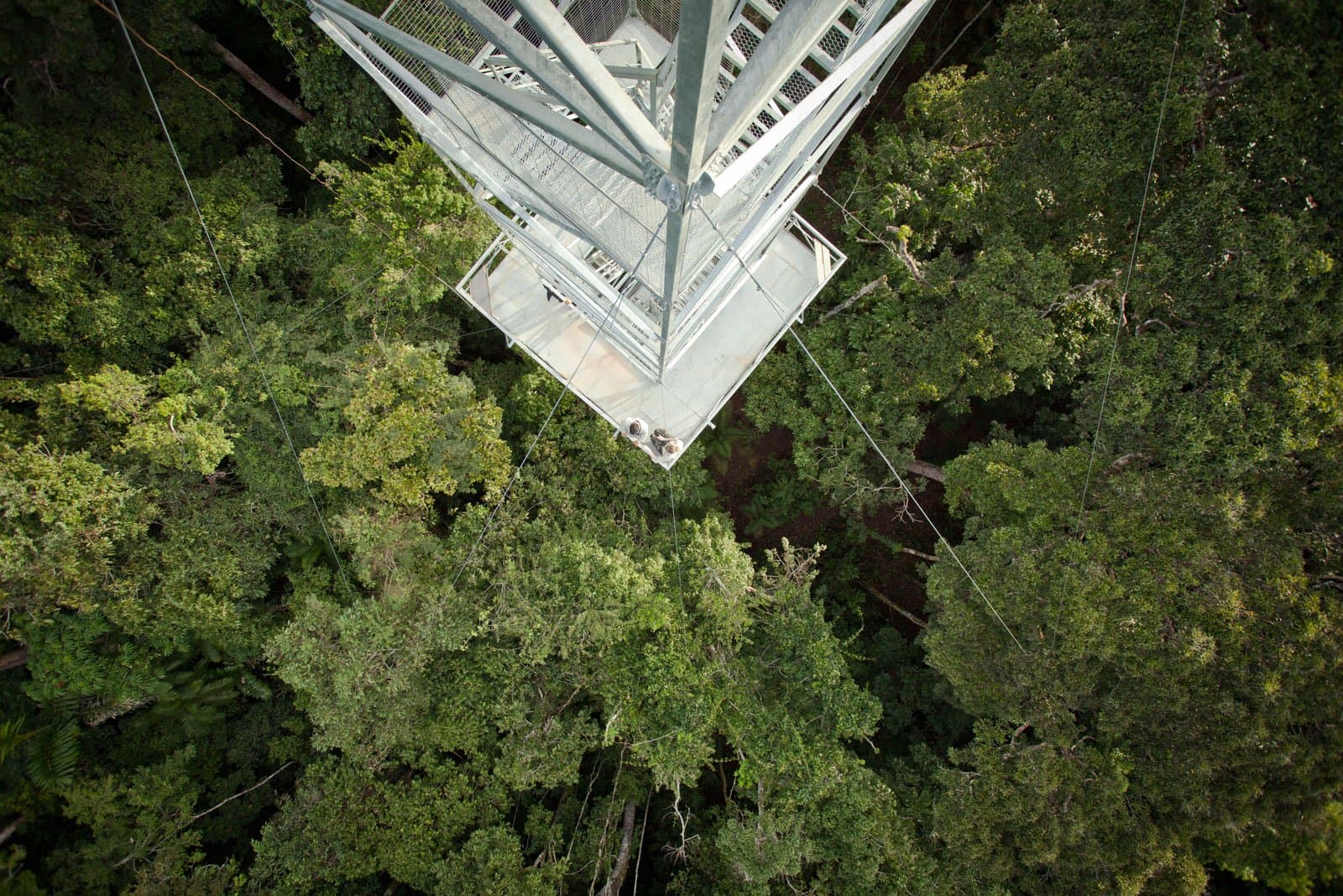 Du sommet, la forêt s'étend à perte de vue et ne demande qu'à être scrutée. Photo: Samuel Melim Vue aérienne plongeante sur une haute tour d'observation en acier dépassant de la canopée dense de la forêt amazonienne, avec deux visiteurs visibles sur une plateforme inférieure et des haubans rayonnant vers les cimes vertes — parfaite pour l'observation des oiseaux en Amazonie
