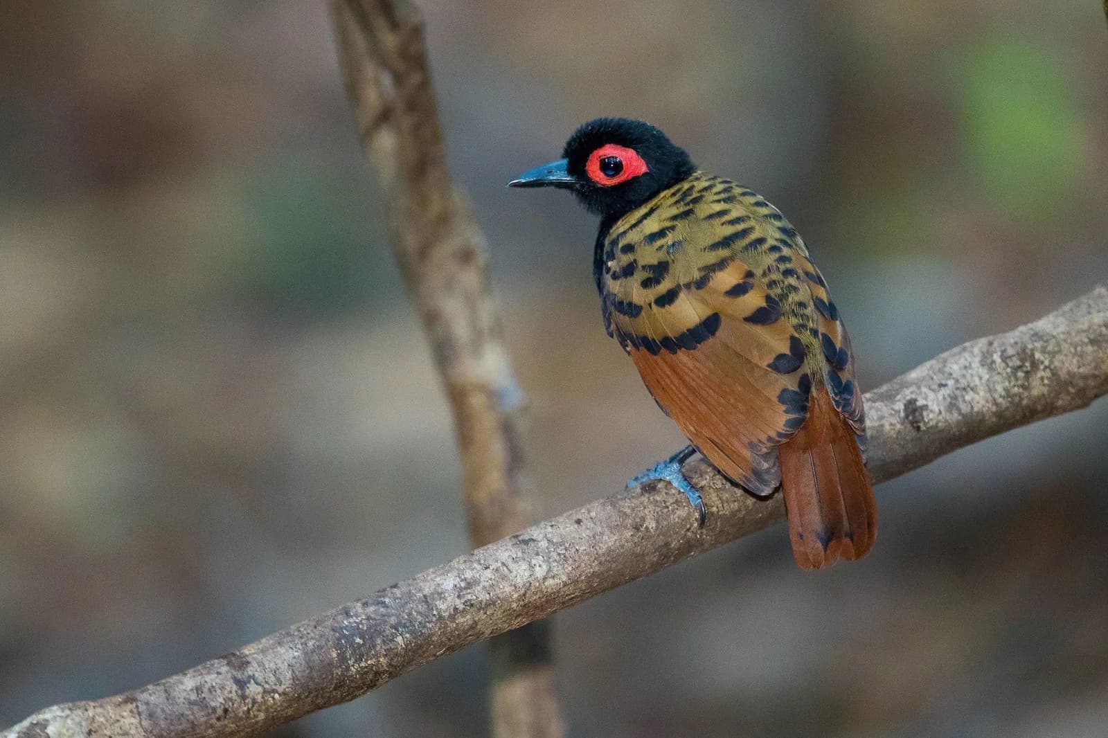 Ce cercle oculaire rouge n'a pas besoin d'en faire plus. Il suffit. Un oiseau à capuchon noir avec un cercle oculaire rouge vif, une poitrine dorée et noire barrée, des ailes rousses et des pattes bleues perché sur une branche nue dans la forêt amazonienne