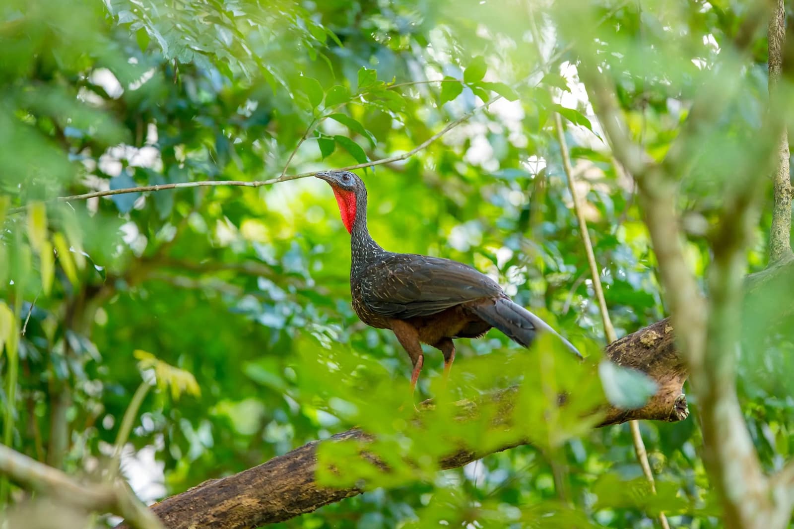 Gorge rouge, regard souverain, et aucune envie de passer inaperçu. Un grand oiseau sombre à gorge rouge vif perché sur une branche moussue au cœur de la canopée dense de la forêt amazonienne