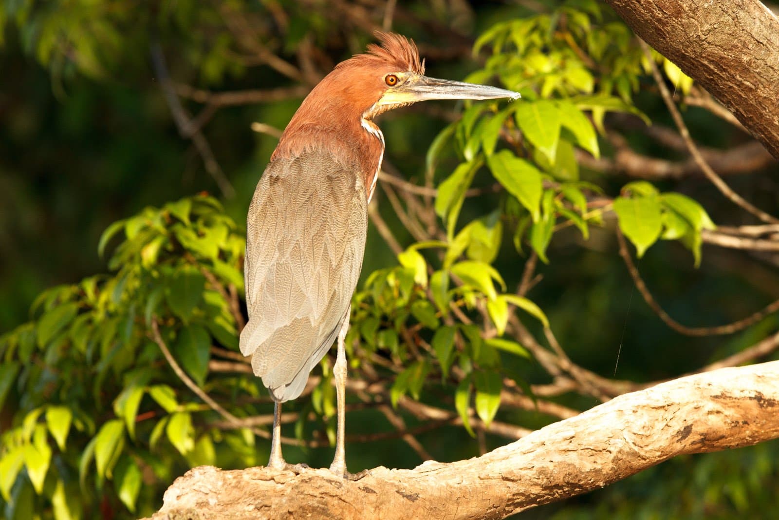 Cet œil ambré en a vu des choses. Il ne dit rien. Photo: Jorge Lopes Un héron à tête rousse aux yeux ambrés perché sur une grosse branche entourée du feuillage vert de la forêt amazonienne