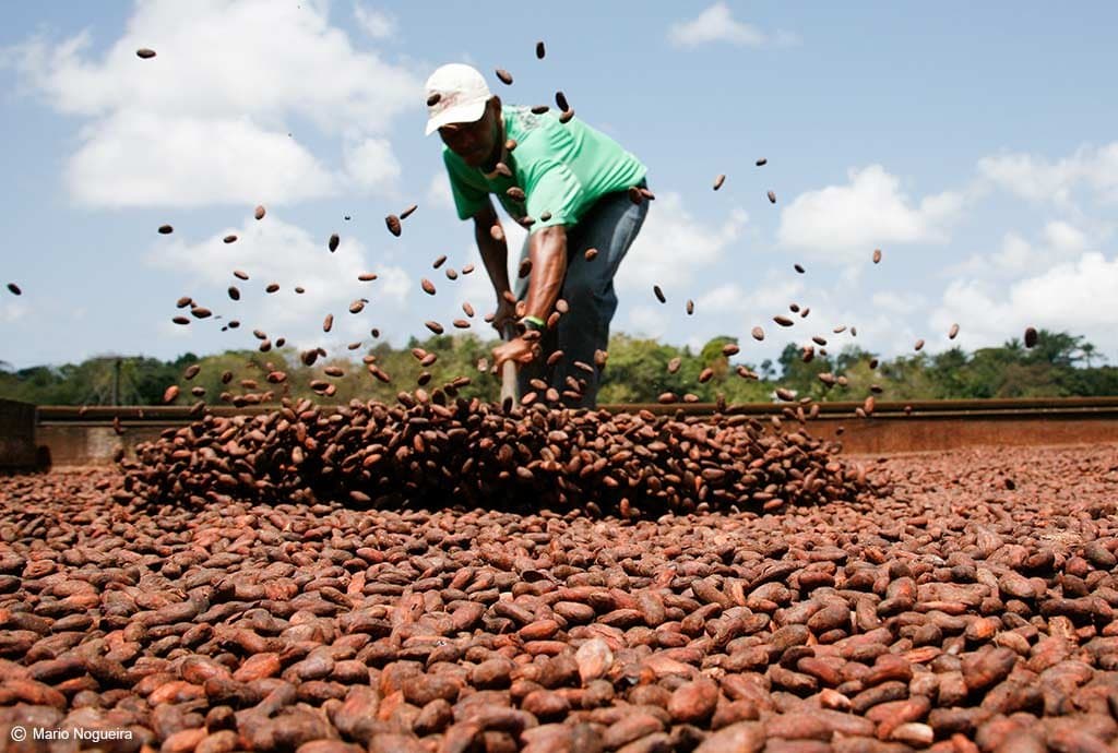 Kakao trocknen ist halb Handwerk, halb Ritual, und jetzt weißt du, wo deine Schokolade beginnt. Photo: Mario Nogueira Ein Farmarbeiter wendet mit schwungvollen Bewegungen eine große Menge getrockneter Kakaobohnen auf einer Freiluftplattform, während Bohnen durch die Luft fliegen