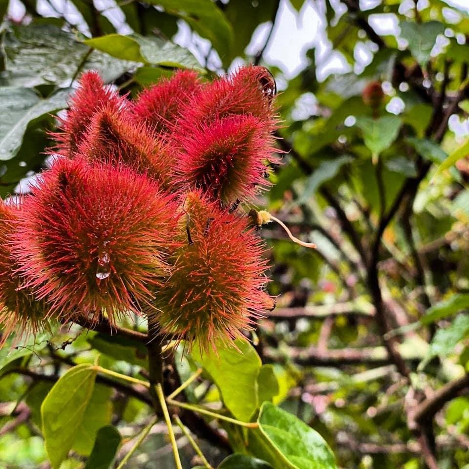 Natürlicher roter Farbstoff, still am Wegesrand gewachsen. Nahaufnahme stacheliger roter Urucum-Samenkapseln an einem Strauch im Atlantischen Regenwald entlang der Bahia-Radroute
