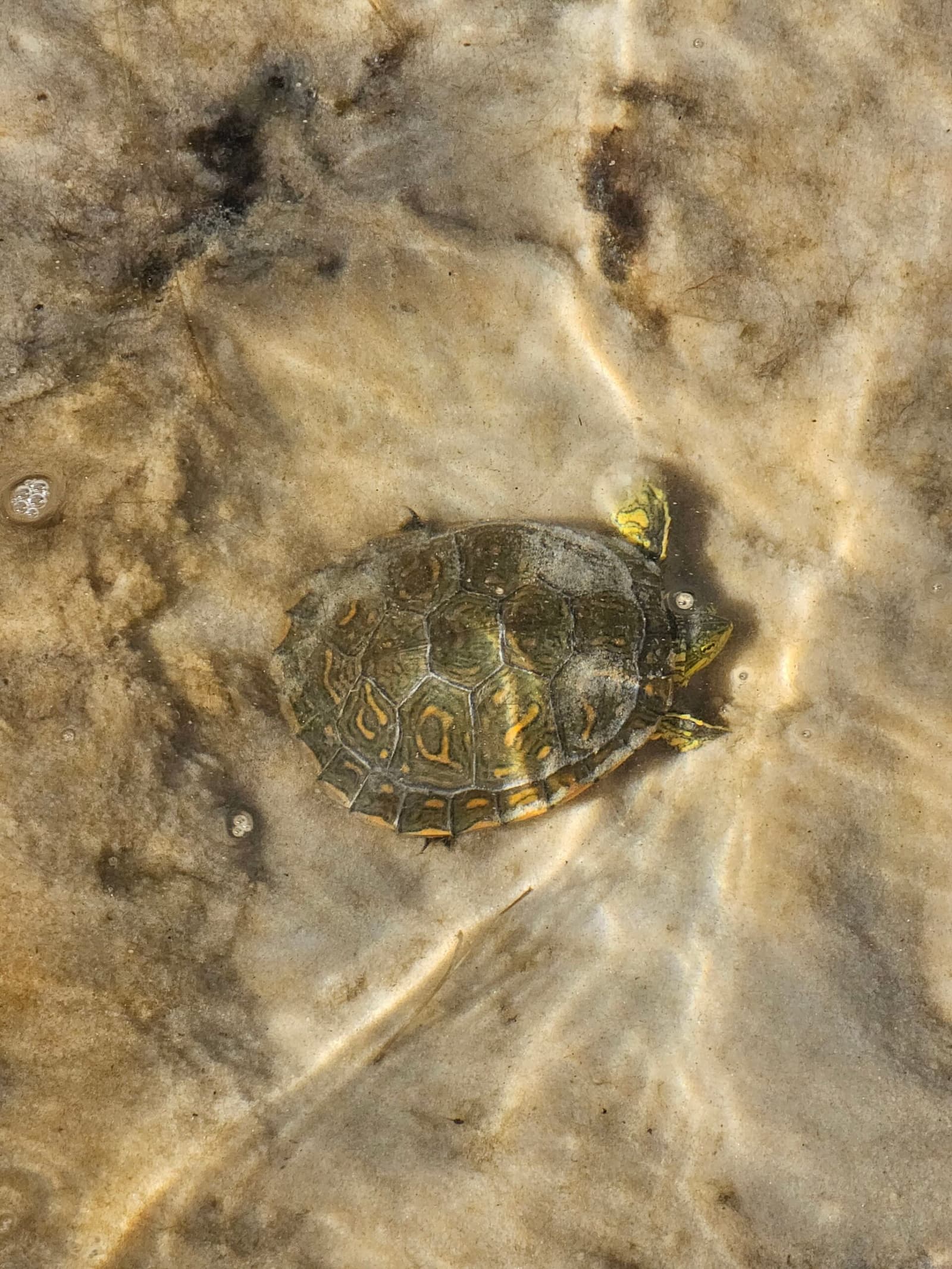 Pressée de rien, depuis toujours. Une petite tortue à carapace sombre avec des marques jaune-orangé se repose dans une eau peu profonde au fond sablonneux lors d'un trekking dans les Lençóis Maranhenses