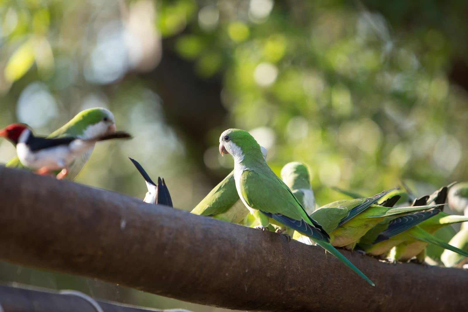 Monk parakeets rarely keep quiet, and they have opinions about the woodpecker next door. Photo: Alexis Prappas A group of monk parakeets perched on a thick branch during a southern pantanal safari, with a red-and-black woodpecker visible to the left against a soft green bokeh background
