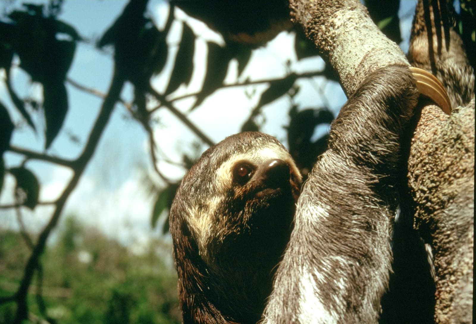 Kein Stress, kein Eile, kein schlechtes Gewissen. Ein Dreizehen-Faultier klammert sich an einen Baumstamm und schaut direkt in die Kamera, gesichtet während einer Tierbeobachtungsausfahrt auf der Tucano-Amazonas-Flusskreuzfahrt