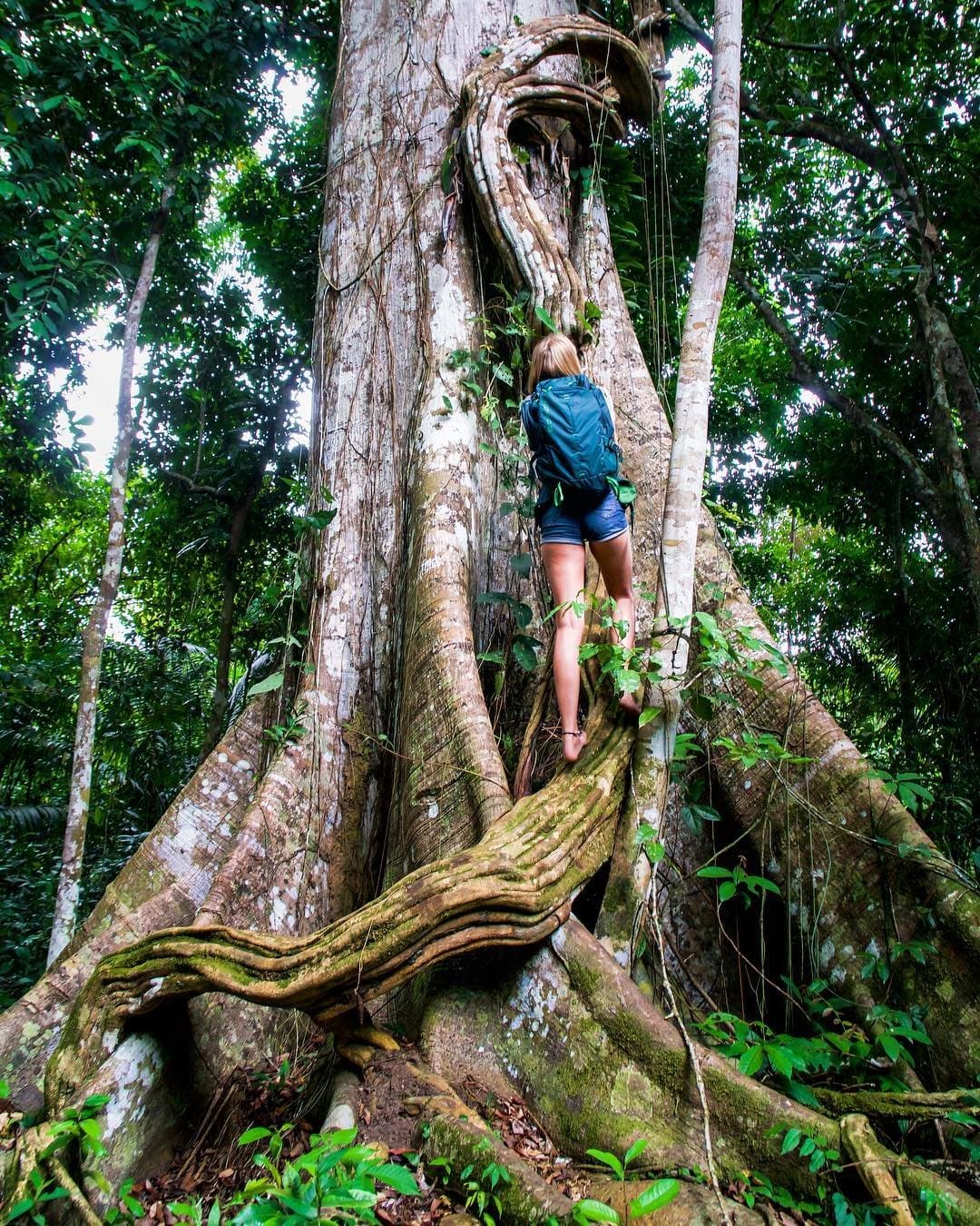 Ein Baum, der so alt ist, dass er die Geschichte vergessen hat. Eine Rucksackreisende klettert zwischen den riesigen Brettwurzeln eines Samaúma-Baumes im Amazonas-Regenwald, umgeben von Lianen und dichtem grünen Blätterdach