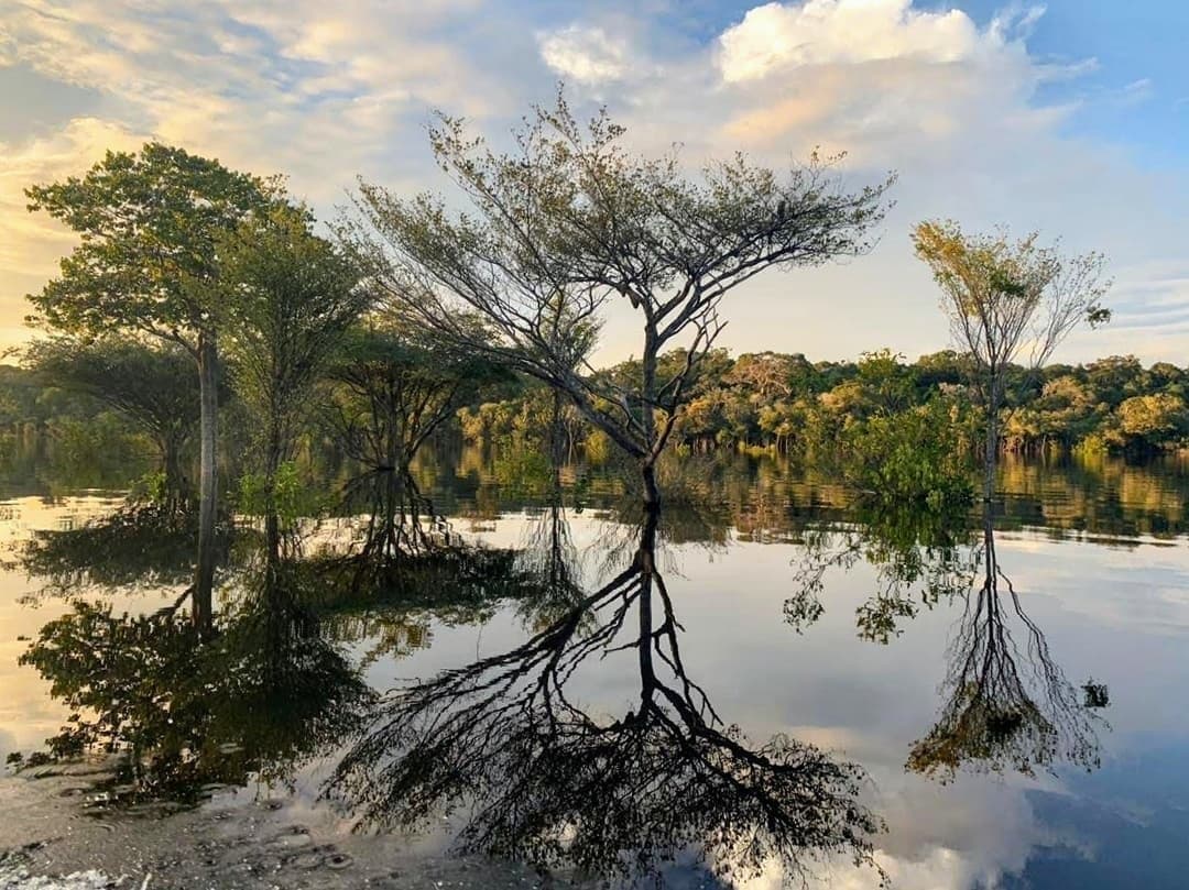 Der Fluss hat sich den Wald kurz geliehen, und keiner beschwert sich. Schlanke Bäume stehen im spiegelglatten Hochwasser bei goldener Stunde auf einer Amazonas-Flusskreuzfahrt in Brasilien, ihre kahlen Äste und belaubten Kronen perfekt im dunklen Wasser gespiegelt, mit dichtem Regenwald am gegenüberliegenden Ufer unter teils bewölktem Himmel