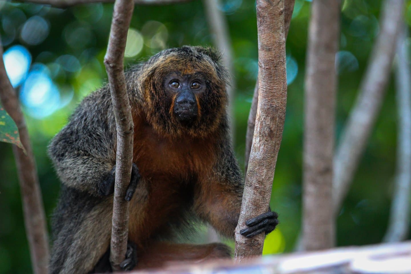 Fester Blick, kein Schritt zurück, so läuft das hier. Ein zottiger braun-grauer Saki-Affe klammert sich an zwei dünne Baumstämme und schaut direkt in die Kamera im Regenwald