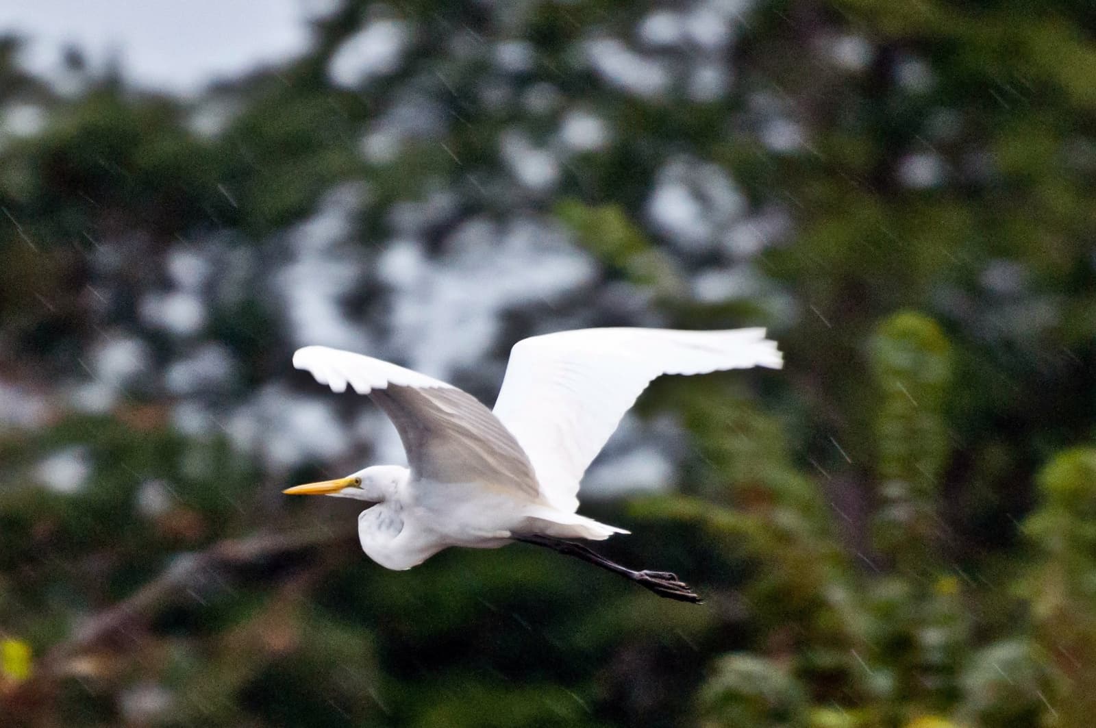 Regen? Kein Grund, am Boden zu bleiben. Ein Silberreiher fliegt mit weit ausgebreiteten Schwingen durch den Regen vor einem unscharfen grünen Regenwaldhintergrund