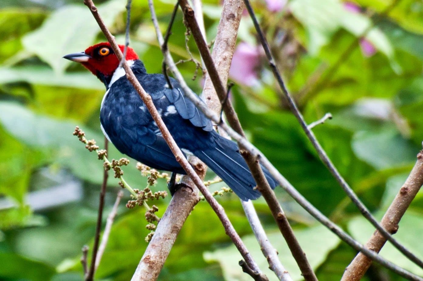 Diese rote Kappe lässt keine Fragen offen, ein kleiner Vogel mit ganz großem Auftritt. Ein auffälliger Vogel mit leuchtendem rotem Kopf, goldenem Auge, weißem Wangenfleck und tiefblauem Körper sitzt auf einem kahlen Ast inmitten üppigen Regenwaldes