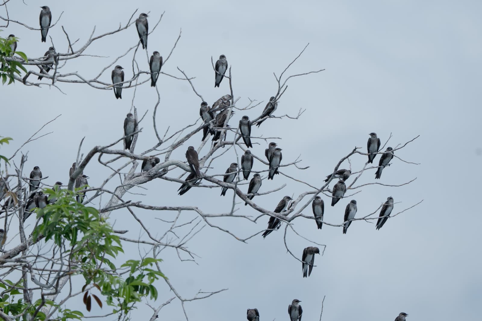So viele Vögel, eine Richtung, ein Himmel. Eine große Schar dunkel gefiederter schwalbenartiger Vögel sitzt auf den kahlen Ästen eines blattlosen Baumes vor bedecktem Himmel