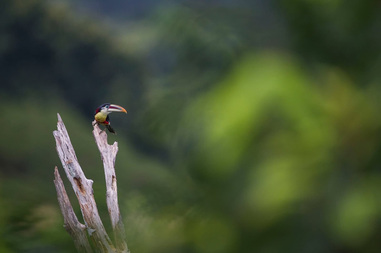 Petit oiseau, grand caractère. Ce bec n'a pas besoin d'introduction. Photo: JOAO MARCOS ROSA/NITRO Un petit oiseau de la famille des toucans, avec un bec orange incurvé, une calotte sombre, une poitrine jaune-vert et une tache rouge à la gorge, perché sur une branche morte dénudée devant un doux bokeh vert de forêt