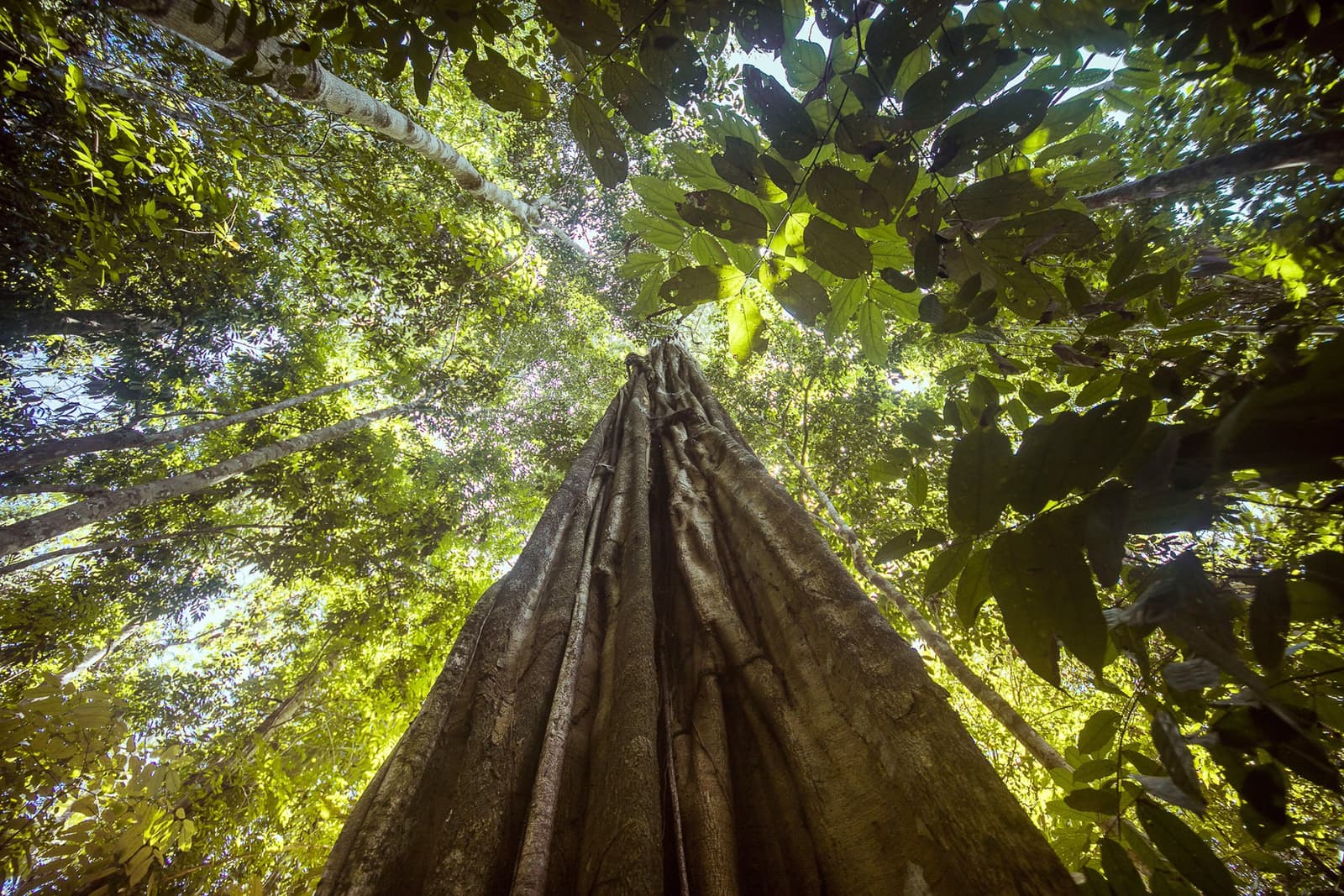 Un arbre comme ça, ça remet les pendules à l'heure. Photo: | SamuelMelim Photography Vue en contre-plongée d'un immense tronc d'arbre tropical s'élevant à travers la canopée dense, la lumière du soleil filtrant à travers les couches de feuillage vert