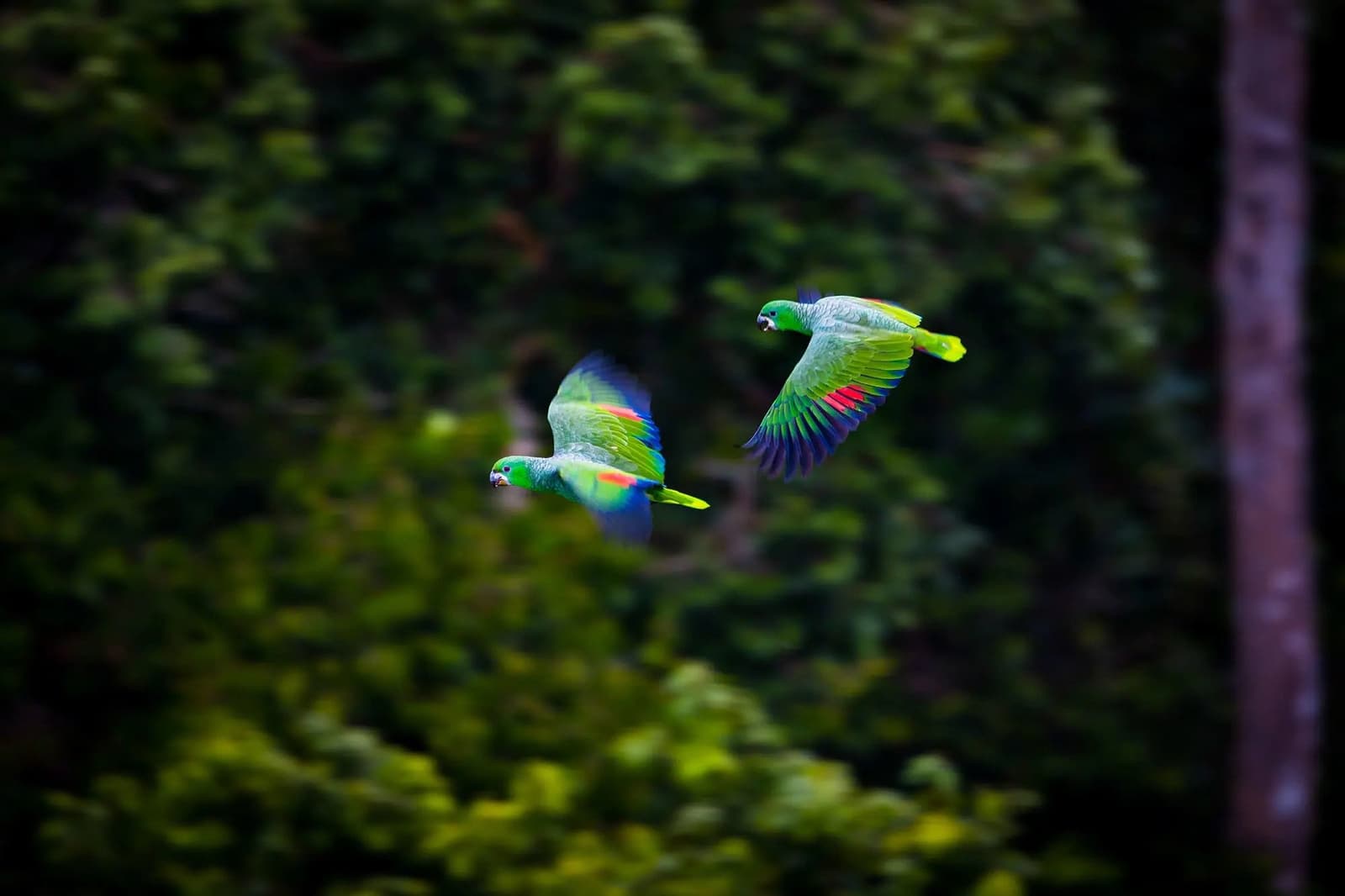 Deux perroquets, cap identique, forêt suffisamment grande pour les deux. Deux perroquets verts aux ailes marquées de rouge et de jaune photographiés en plein vol lors d'une sortie ornithologique en forêt amazonienne, feuillage dense en arrière-plan flou