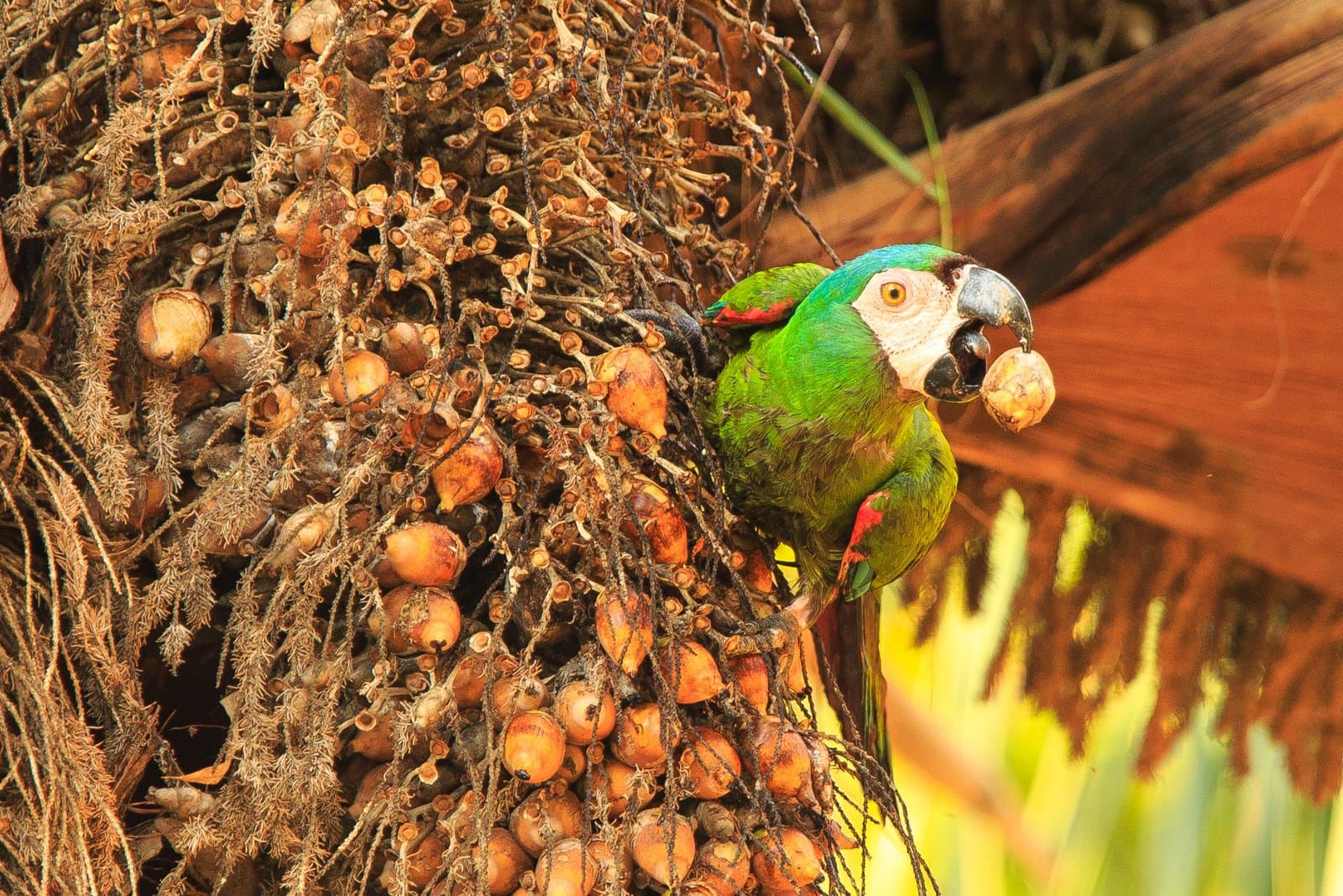 Le déjeuner, c'est réglé. Sans réservation. Photo: Alex Da Riva Un ara vert tenant un fruit de palmier dans son bec, photographié de près dans une forêt tropicale, avec son cercle facial blanc et son œil jaune bien visibles