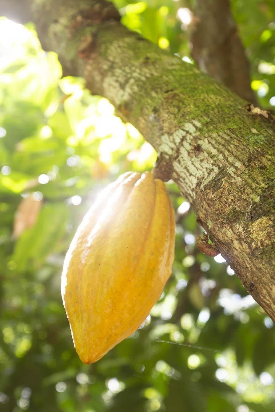 So sieht Schokolade aus, bevor irgendjemand Hand anlegt. Eine reife gelbe Kakaoschote wächst direkt am Stamm eines Baumes, von weichem, geflecktem Sonnenlicht durch das grüne Blätterdach beleuchtet — ein typischer Anblick auf der Bahia-Radroute
