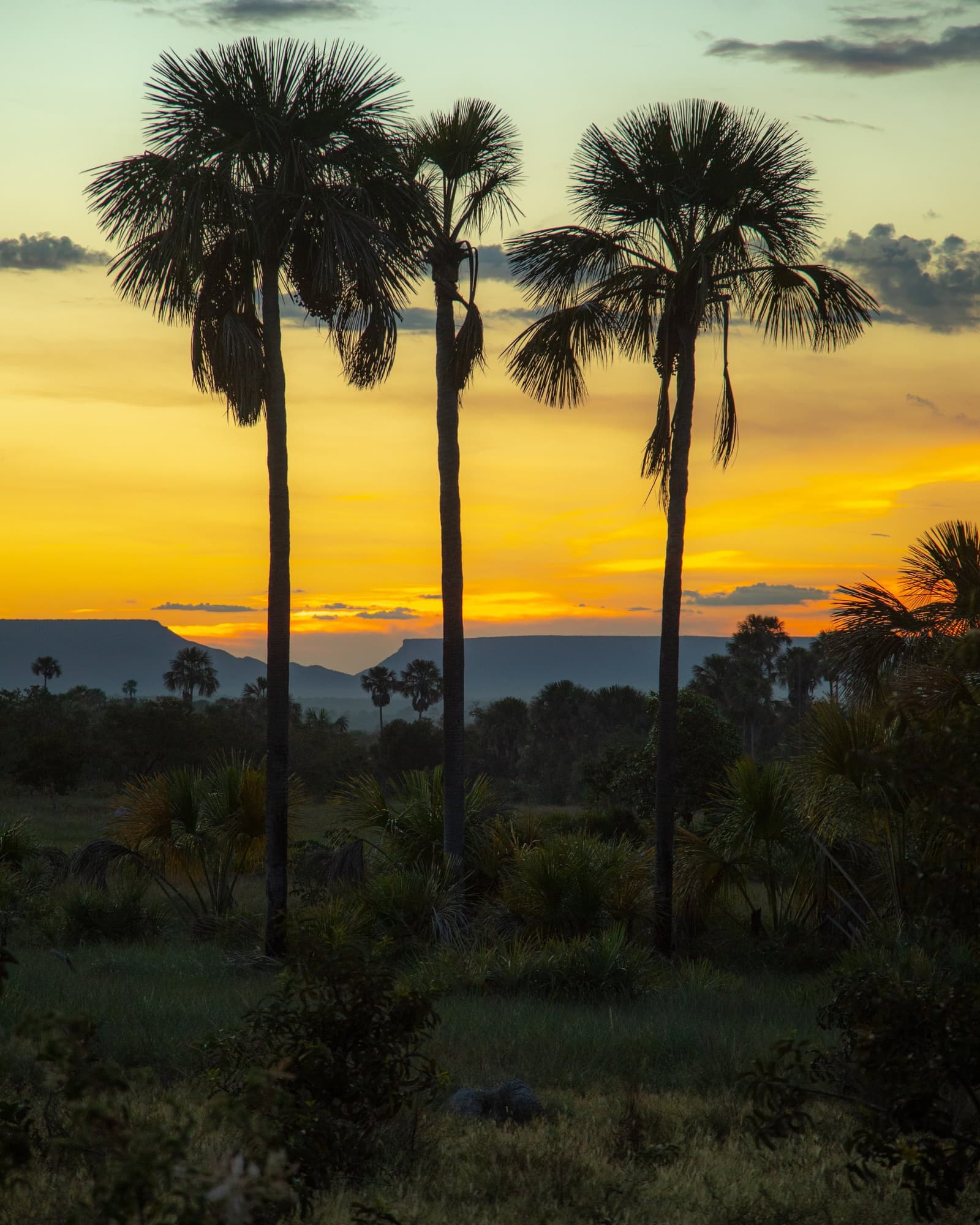 Os buritis têm o dom de transformar o fim do dia em algo difícil de esquecer. Photo: Alberto Andrich Três buritis em silhueta contra um céu de pôr do sol laranja e dourado, com uma chapada e vegetação de Cerrado ao fundo — paisagem clássica de uma aventura no Jalapão