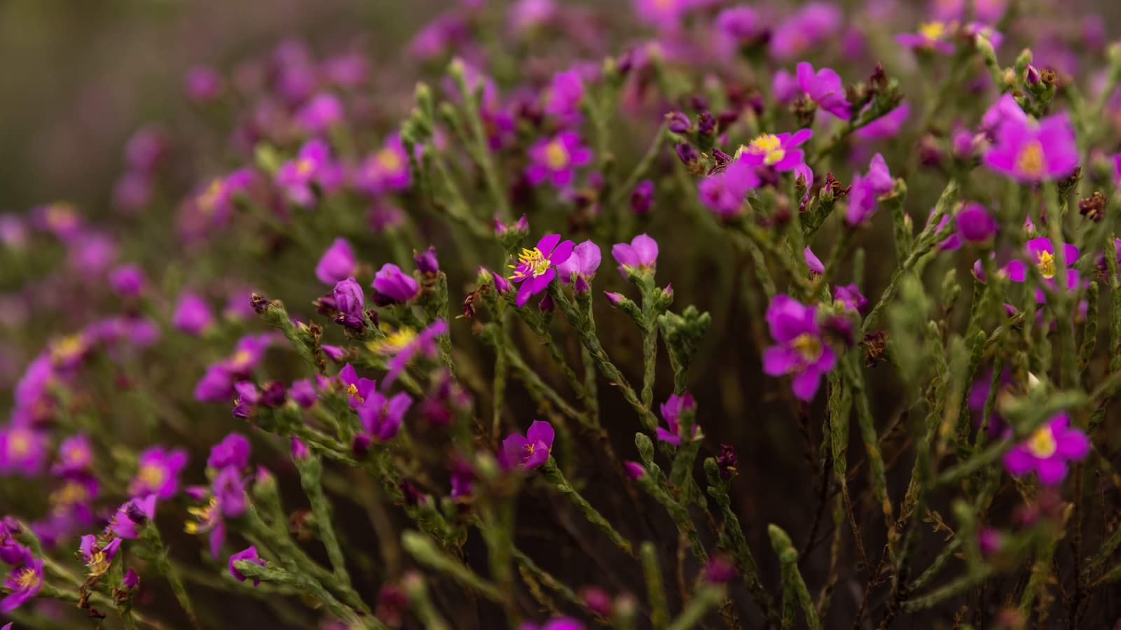 O Cerrado florescendo do jeito dele: sem avisar. Photo: Alexandre Socci Denso agrupamento de pequenas flores silvestres magenta com estames amarelos em caules verdes finos, flora típica do Cerrado durante uma aventura no Jalapão