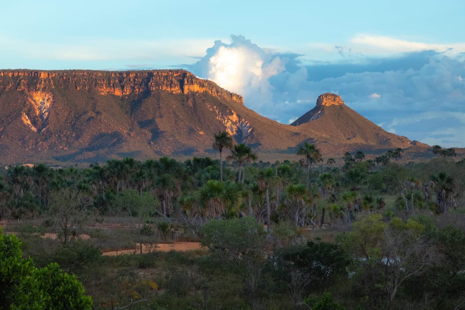 A serra já viu muitos fins de tarde. Esse, ela guardou com carinho. Photo: Alberto Andrich Luz dourada do fim do dia ilumina o paredão de arenito e o pico cônico da Serra do Espírito Santo, com buritis pontuando o Cerrado no primeiro plano durante uma aventura no Jalapão