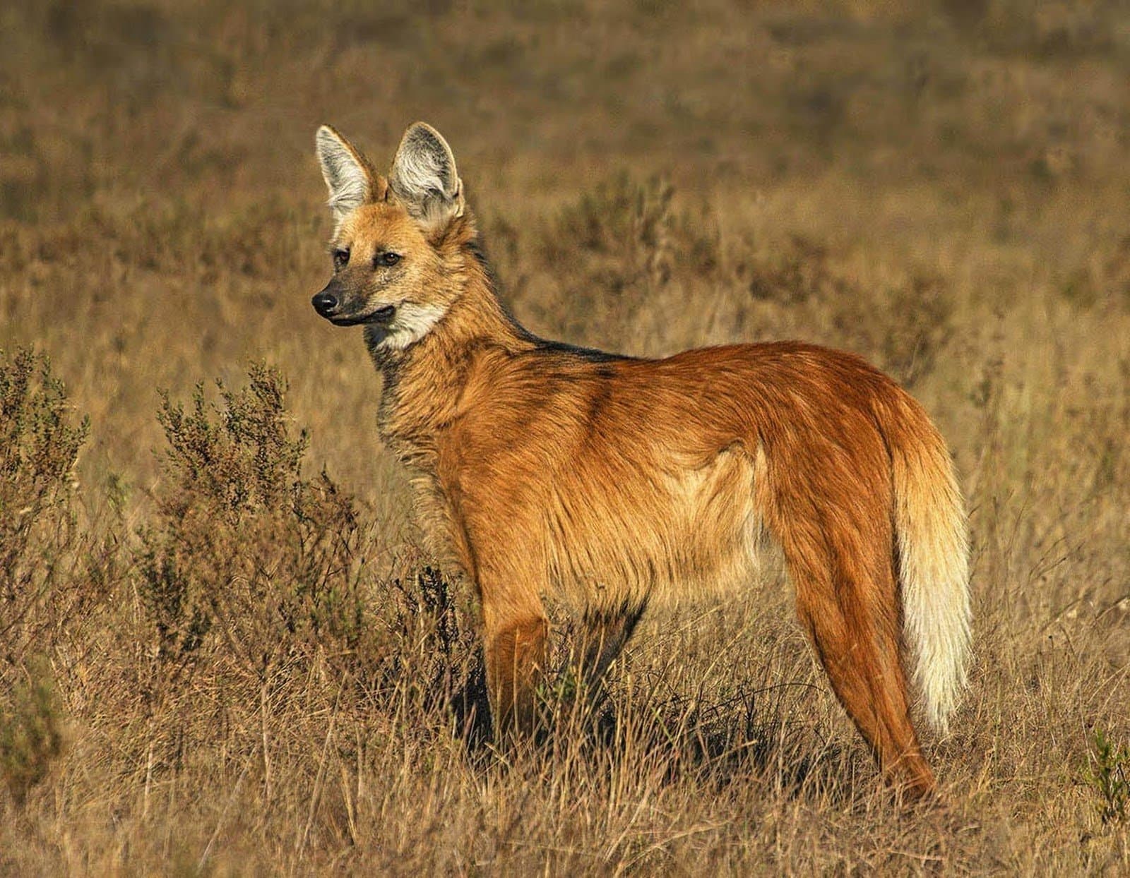 Kein Fuchs, kein Wolf, sondern das ganz eigene Rätsel des Cerrado, mitten auf seinem Rundgang erwischt. Ein Mähnenwolf steht aufmerksam im trockenen Cerrado-Grasland, sein rotbraunes Fell und die langen schwarzen Beine heben sich deutlich vom goldenen Savannenbewuchs ab — eine seltene Tierbeobachtung beim Trekking in Jalapão
