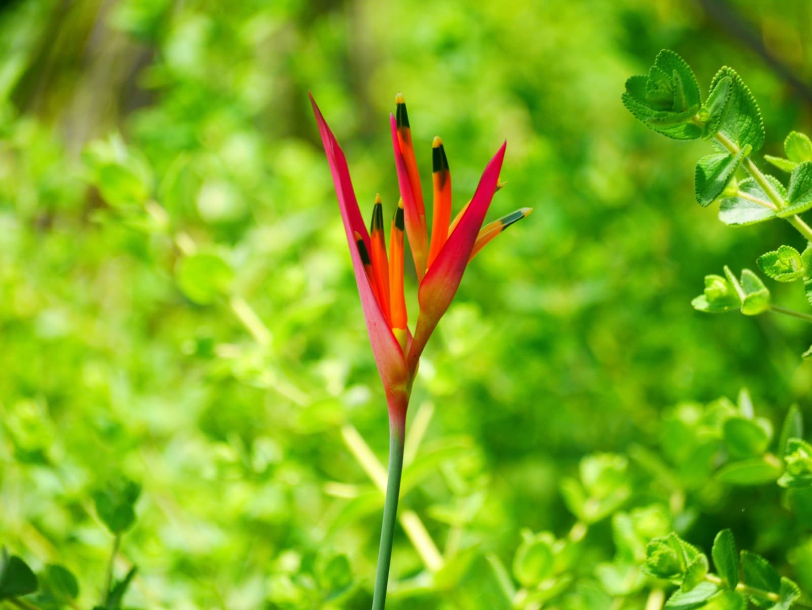 Im Cerrado braucht es keinen besonderen Anlass für so einen Auftritt. Photo: Picasa Eine schlanke rot-orangefarbene tropische Blüte mit dunkel gespitzten Blütenblättern ragt über dichte grüne Cerrado-Sträucher beim Trekking in Jalapão