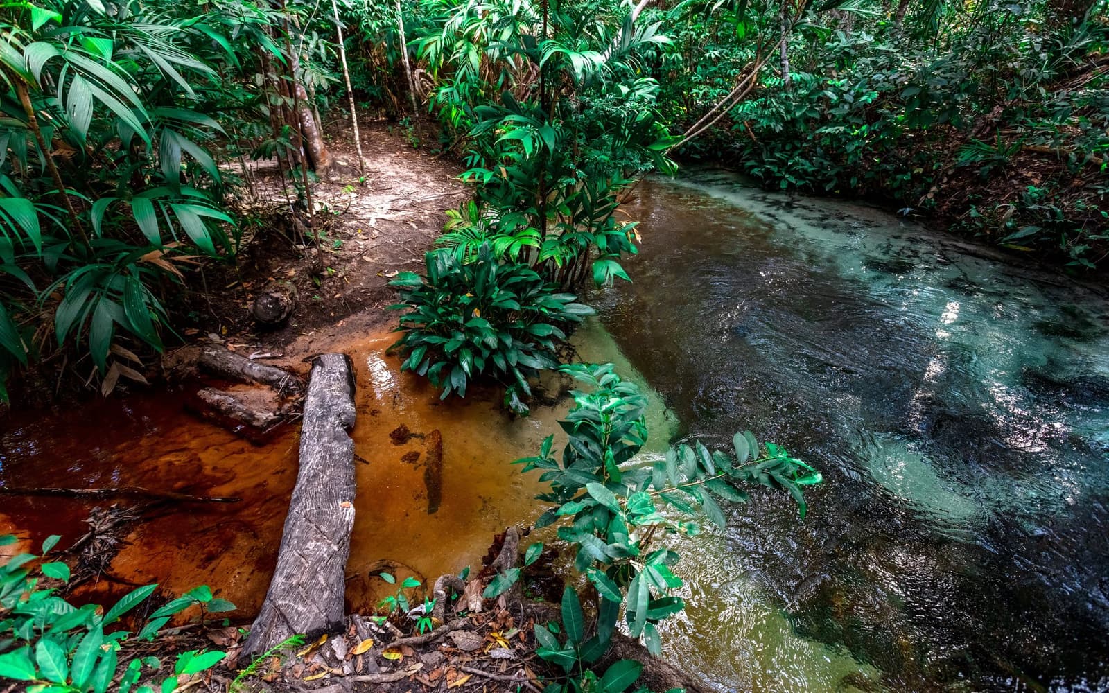 Zwei Farben, ein Bach, kein Schild, und genau das macht es besonders. Photo: Alberto Andrich Ein gerbsäuregefärbter Bach trifft auf klareres Wasser an einem schmalen Erdpfad, der von dichtem tropischem Regenwald gesäumt wird