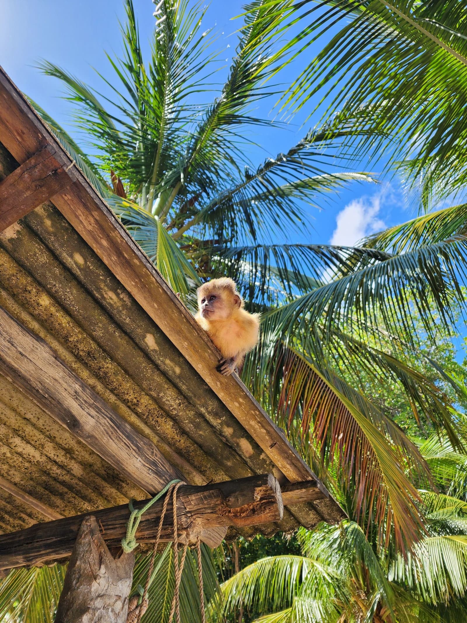 Dieses Dach gehört ihm, zumindest ist er völlig dieser Meinung. Ein flauschiges junges Kapuzineräffchen sitzt auf dem Dachfirst eines rustikalen Holzdachs, umgeben von Palmwedeln unter strahlendem blauem Himmel, gesichtet auf einem Halt beim Lençóis Maranhenses Wandern in einem Küstendorf